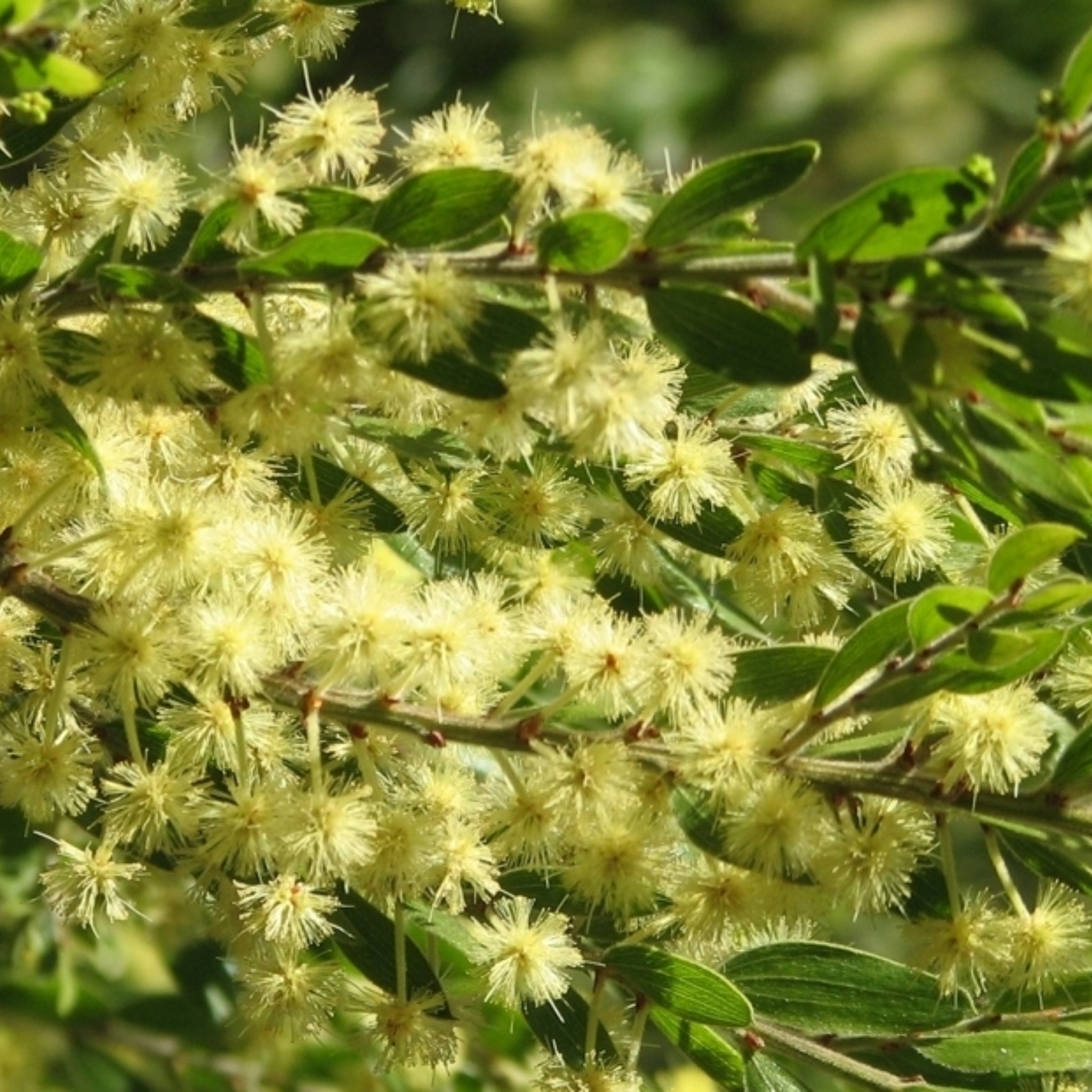 Close-up of a branch with small yellow flowers and green leaves.