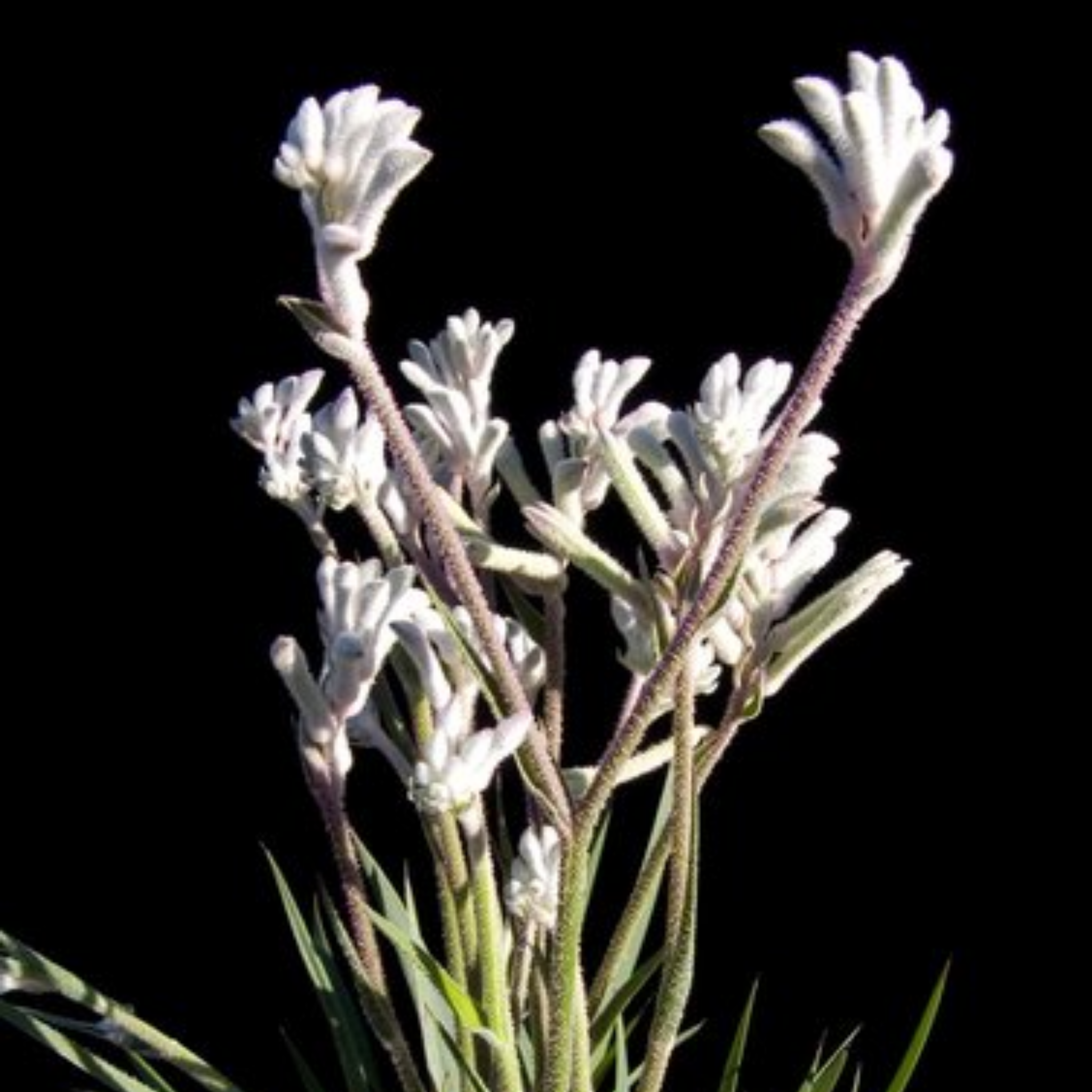 White Kangaroo Paw ‘Bush Diamond’ - Anigozanthos hybrida