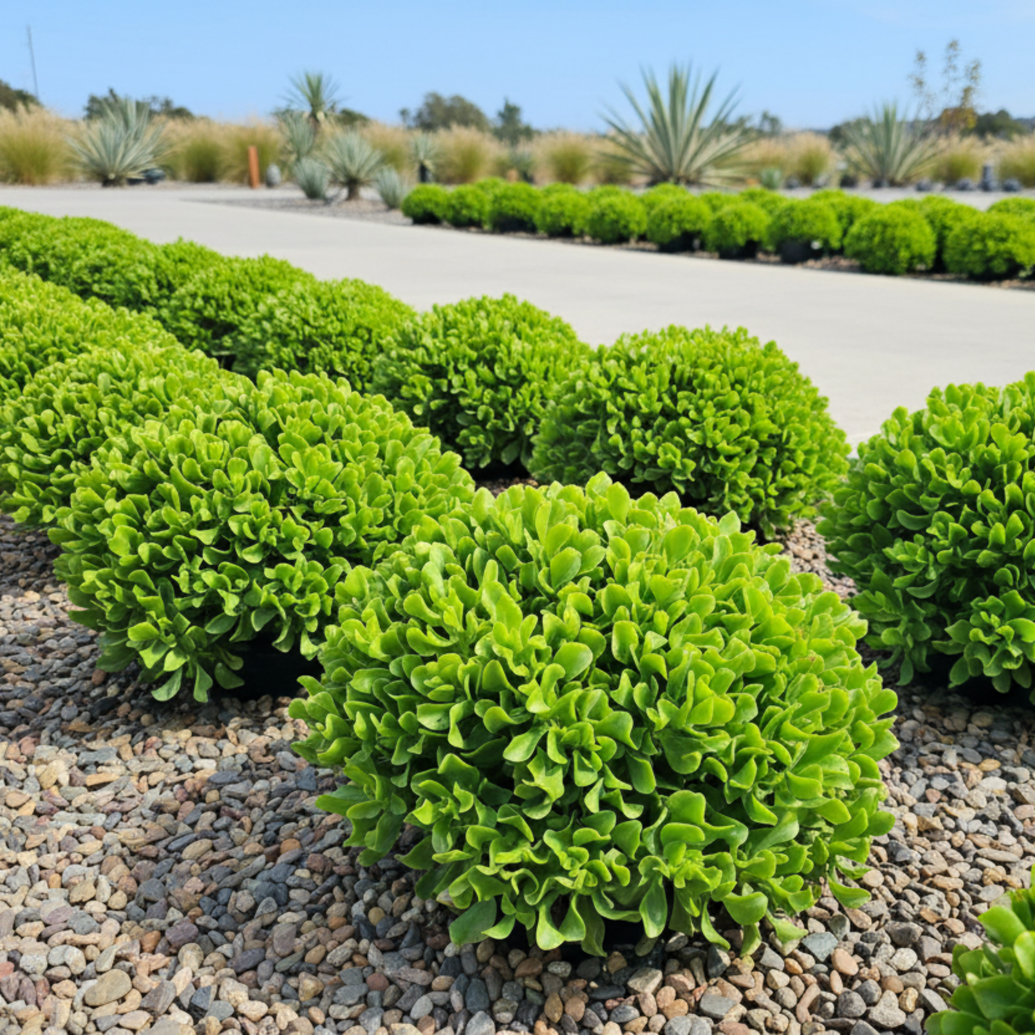 Curly Jade / Crinkle Jade - Crassula ovata 'Undulata'