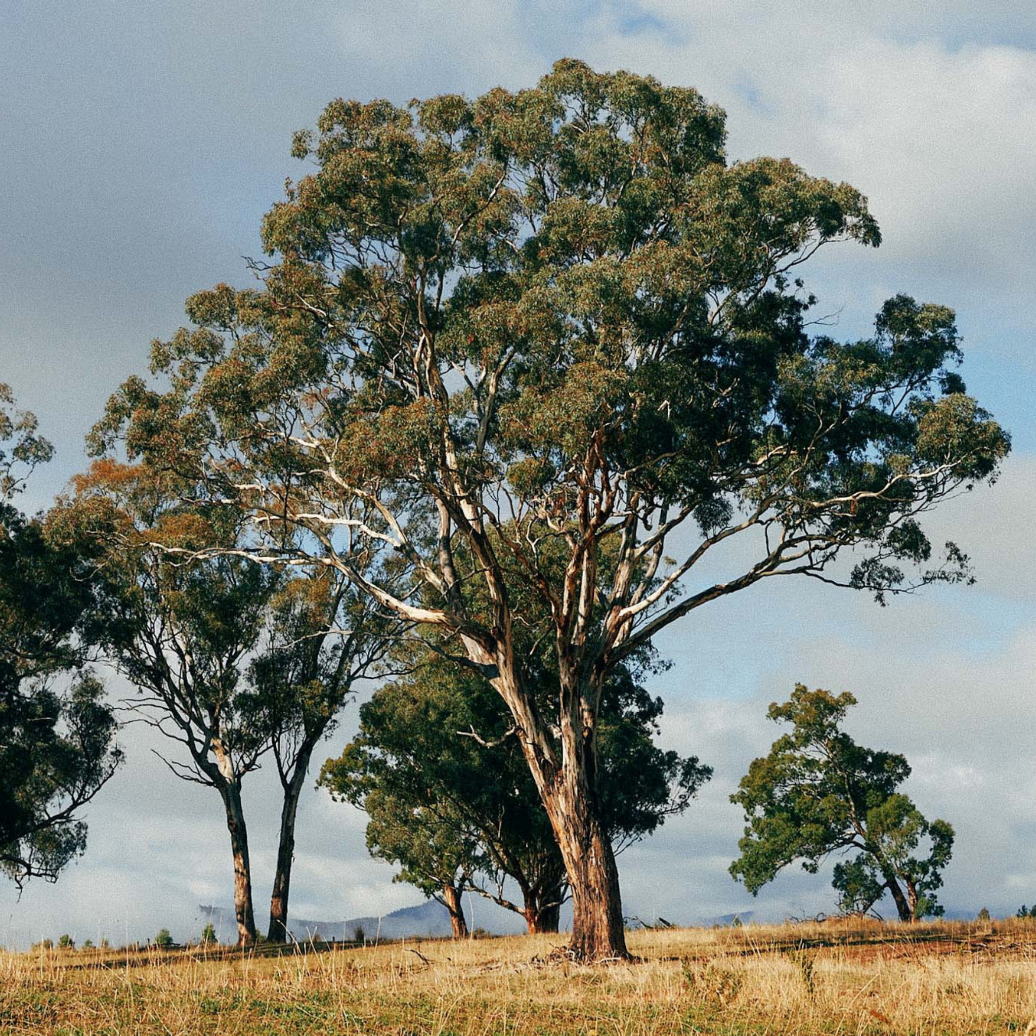Yellow Box Gum - Eucalyptus melliodora