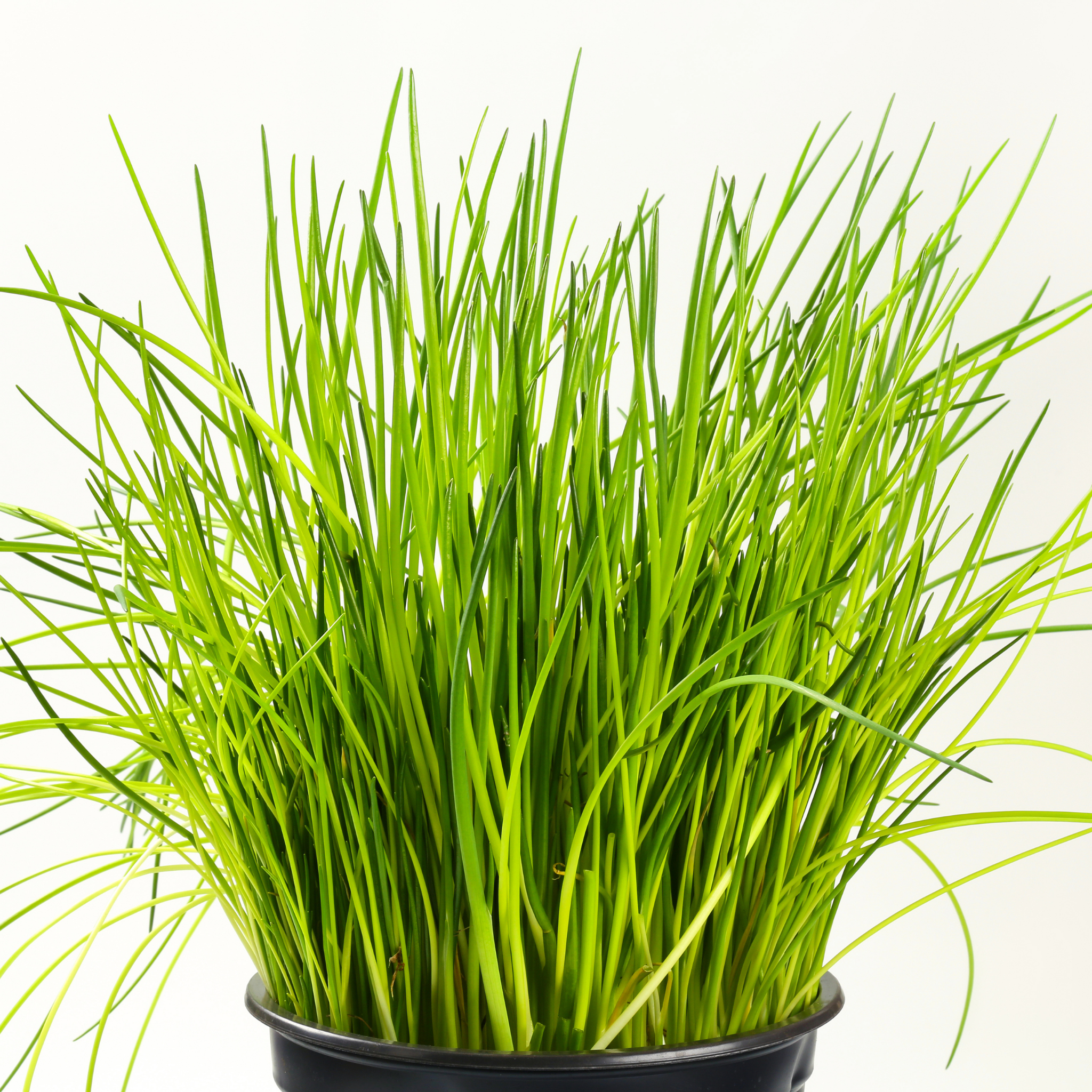 Chives - Allium schoenoprasum