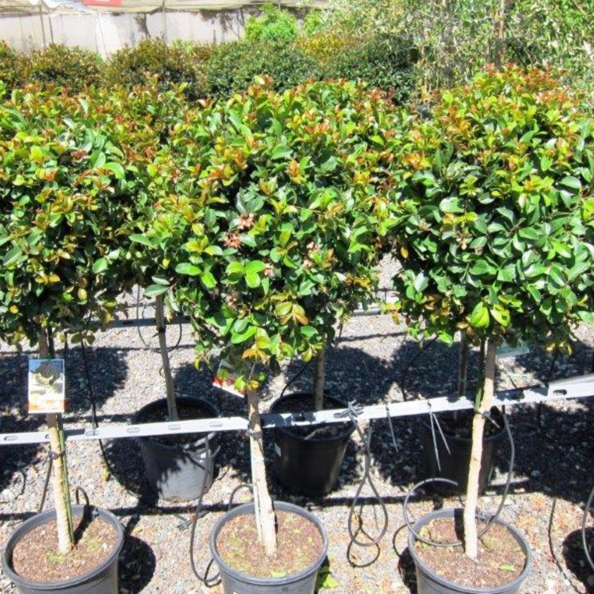 Lilly Pilly - Brush Cherry - Syzygium australe