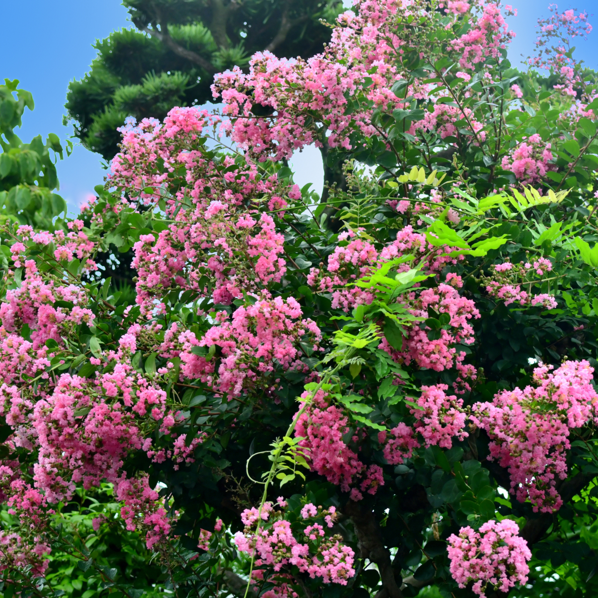 Pink Crepe Myrtle - Lagerstroemia indica fauriei Biloxi