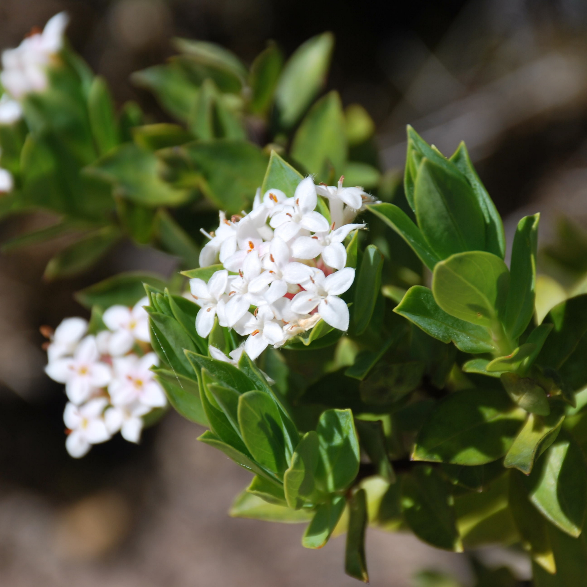 Boxwood Hebe - Hebe buxifolia