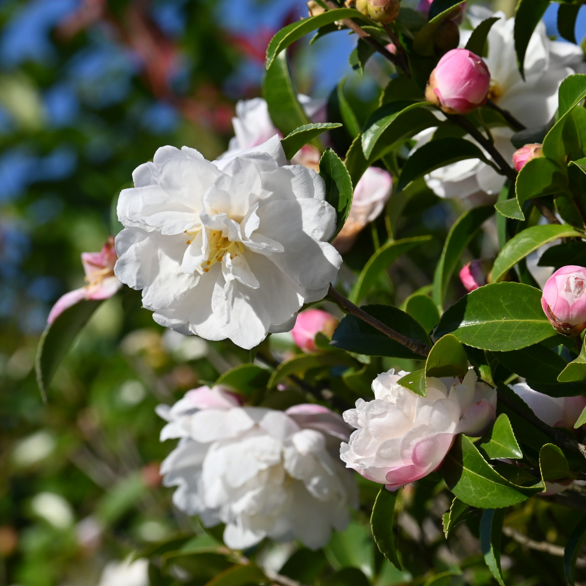 Camellia Paradise Blush - Camellia sasanqua 'Paradise Blush'