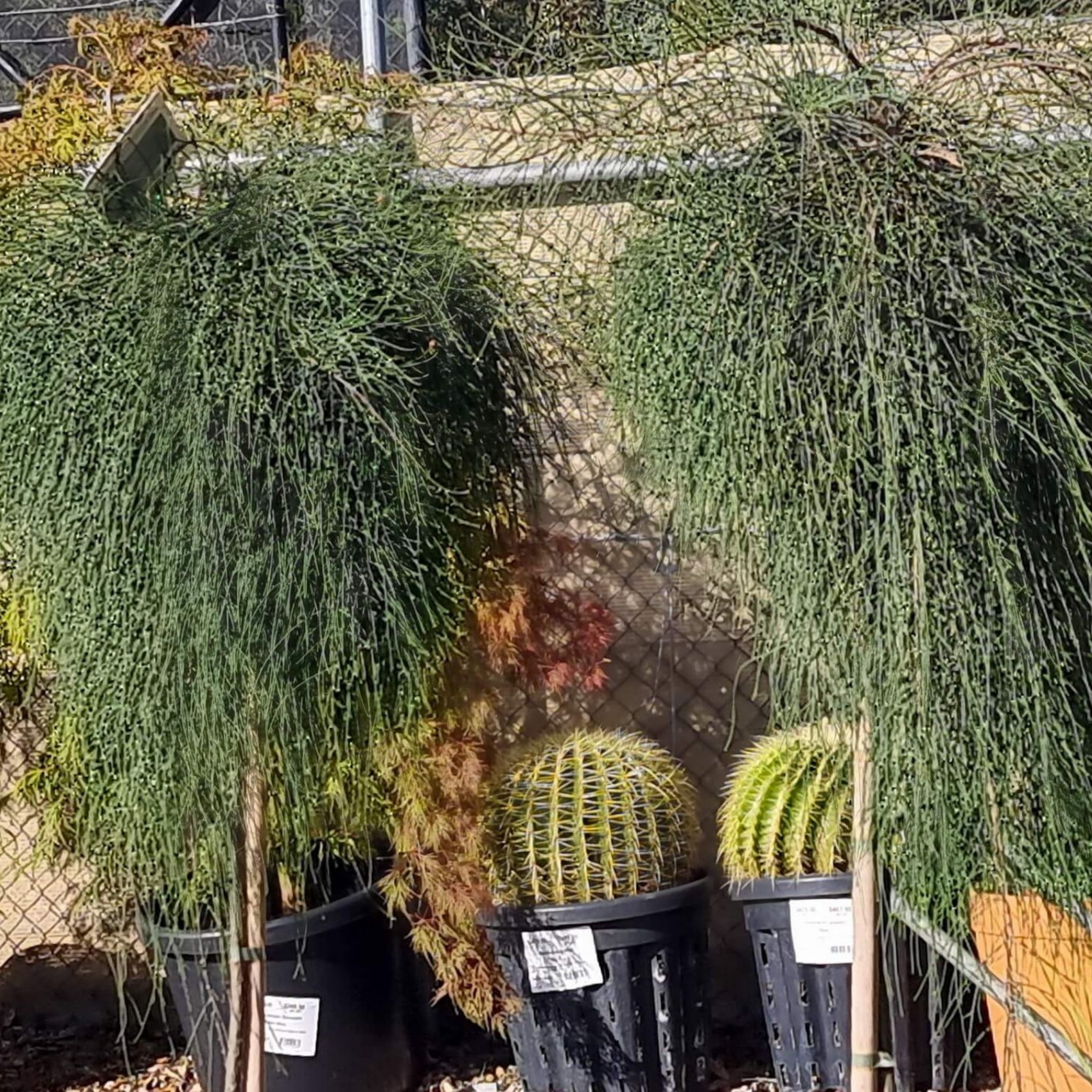 Groundcover Sheoak - Casuarina glauca Cousin It