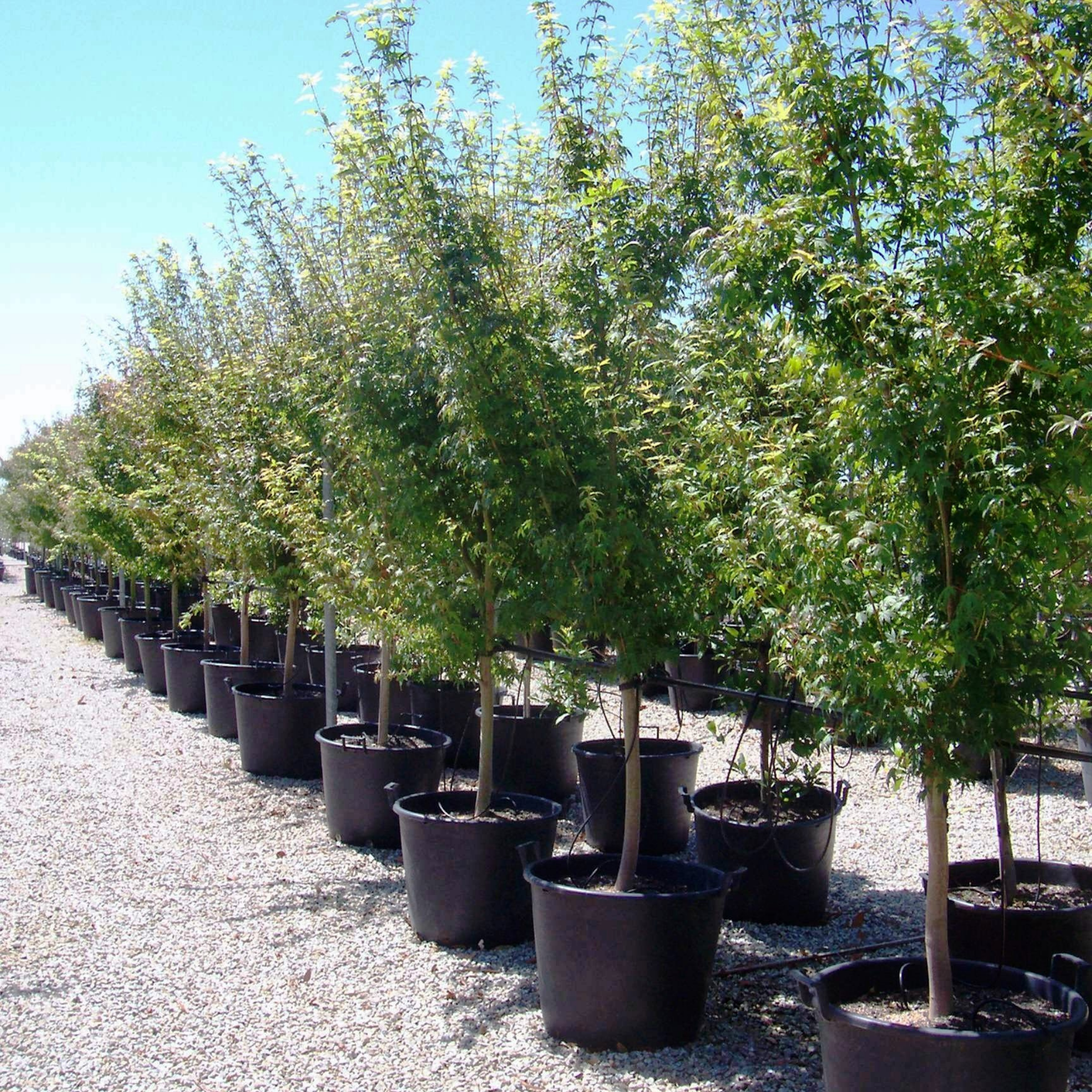 Row of potted trees in a nursery setting with clear blue sky.