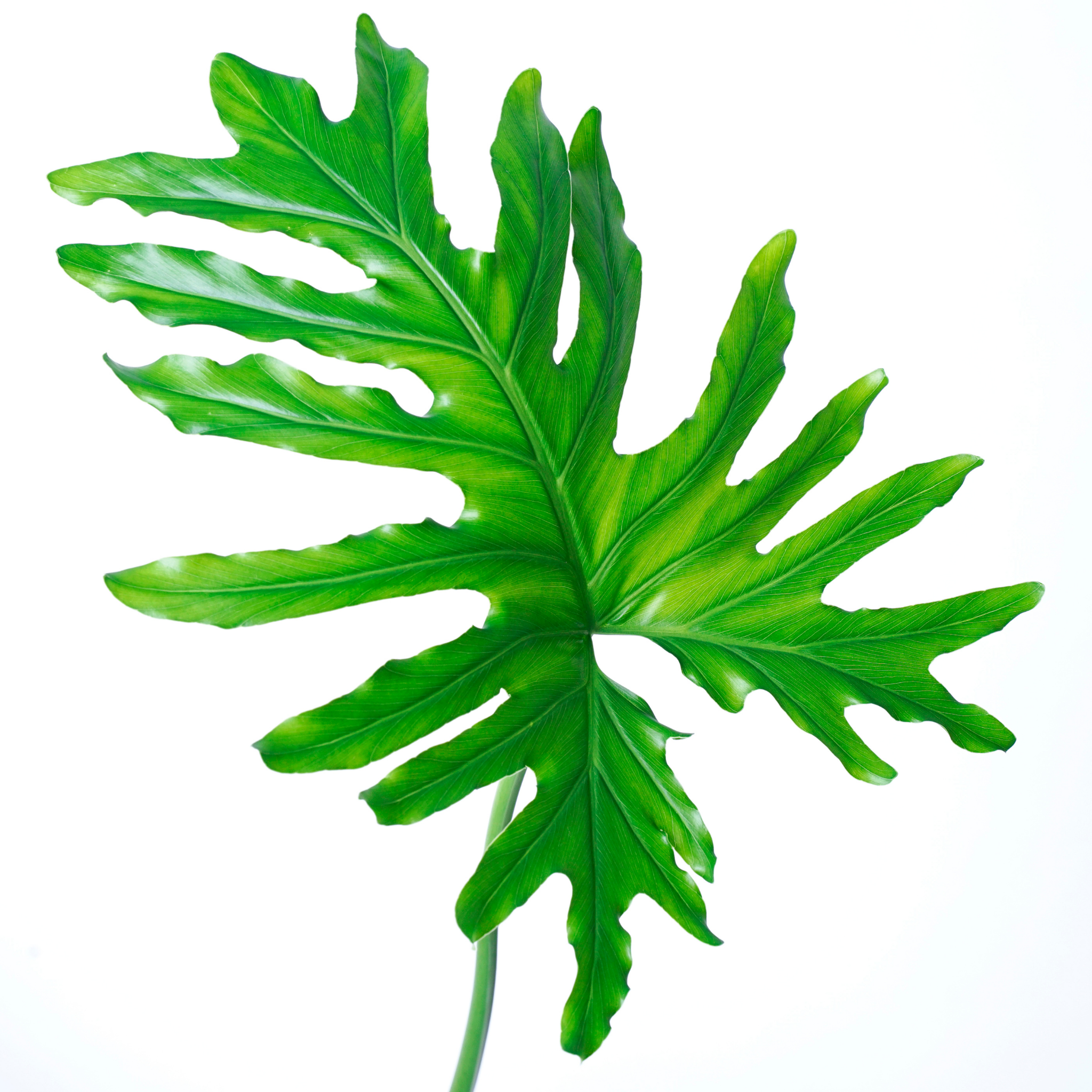 Xanadu Philodendron - Philodendron Xanadu