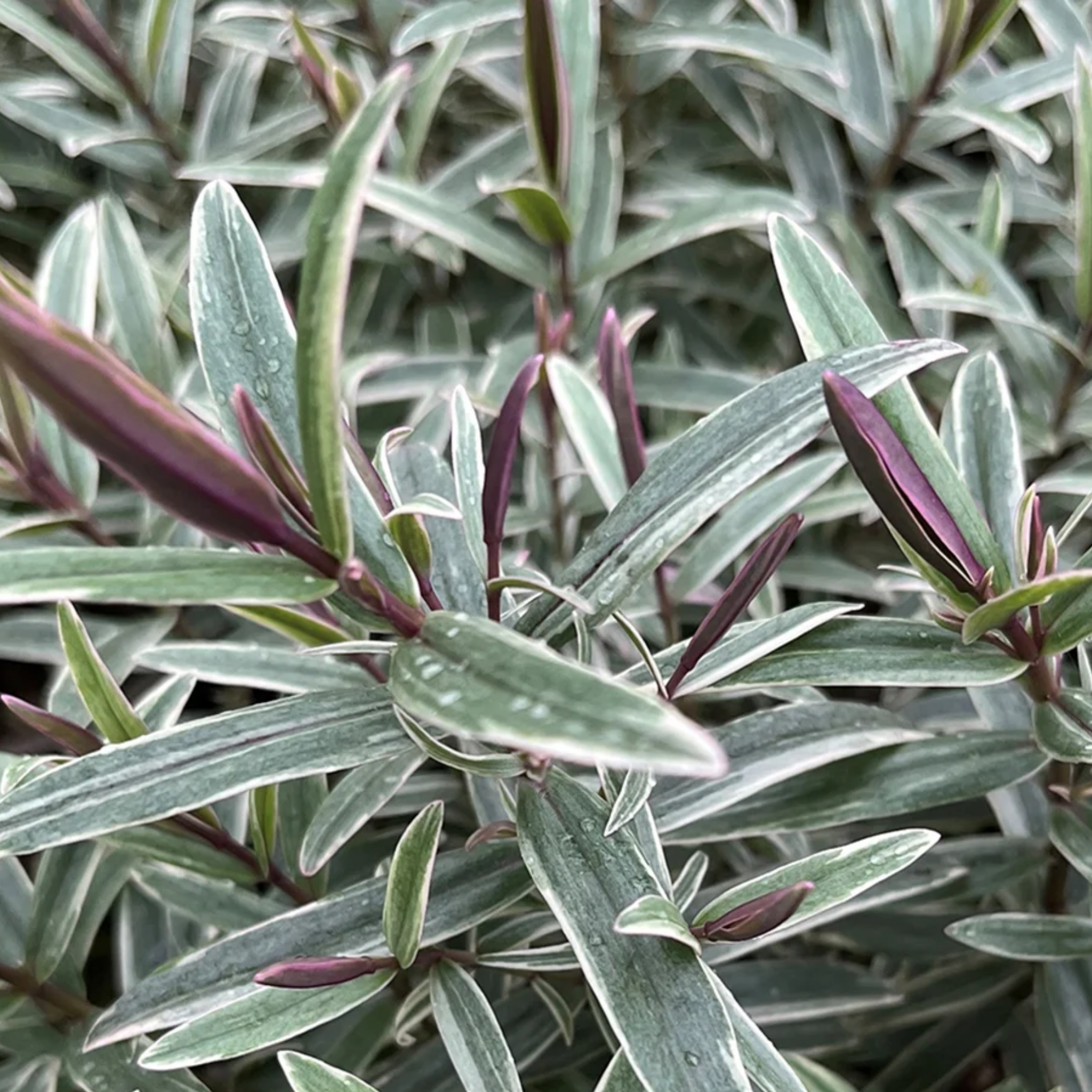 Hebe hybrida Annies Winter Wonder