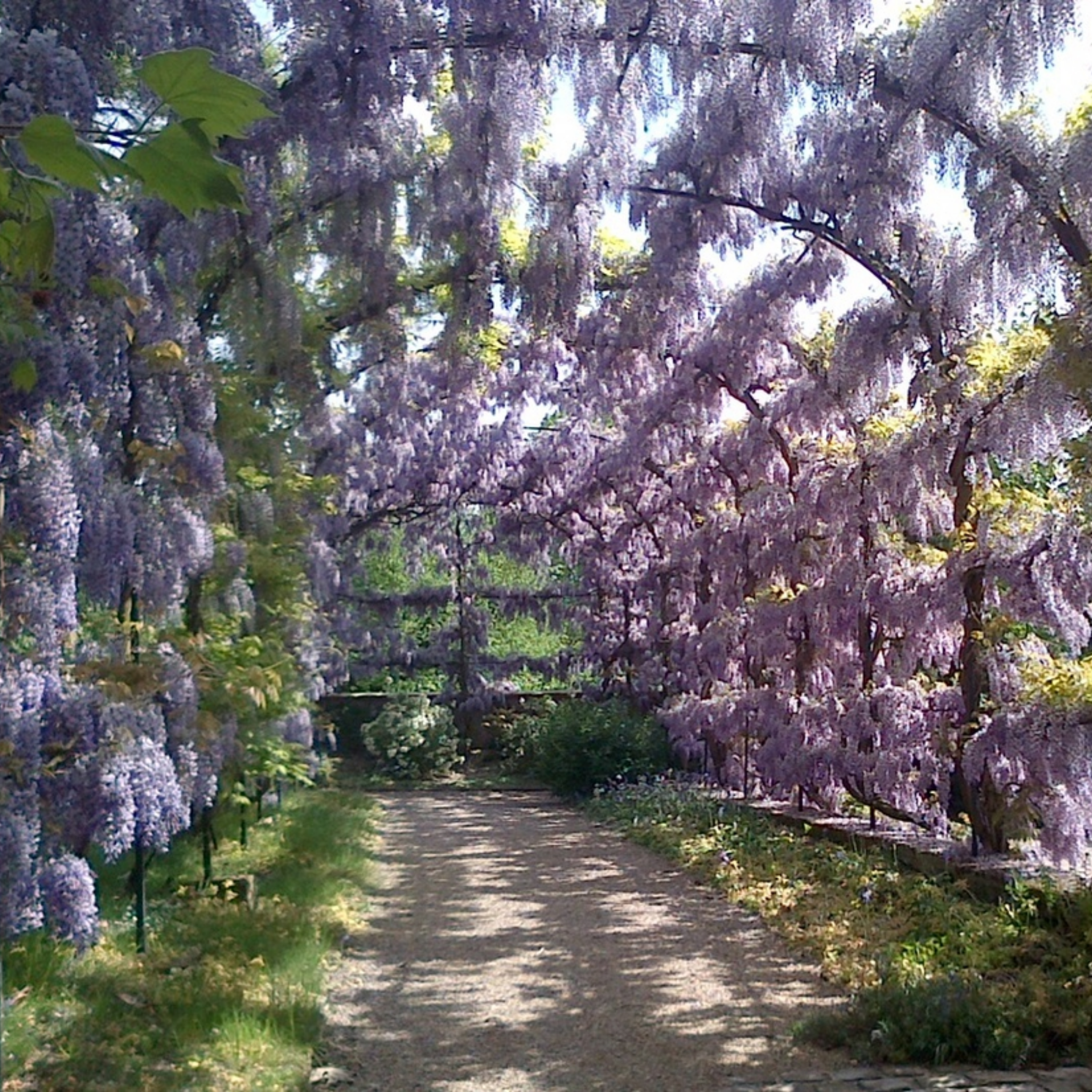 Chinese Wisteria - Wisteria sinensis