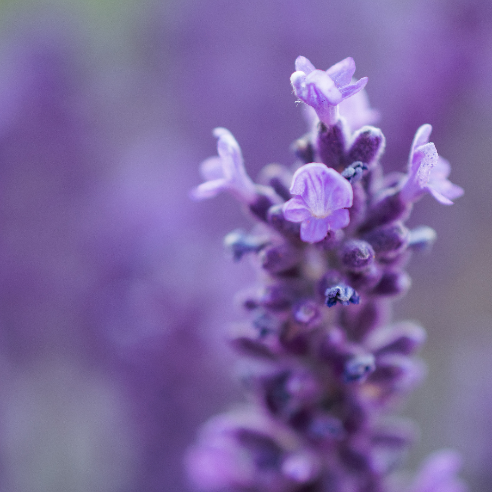 Dutch Lavender - Lavandula intermedia 'Grosso'