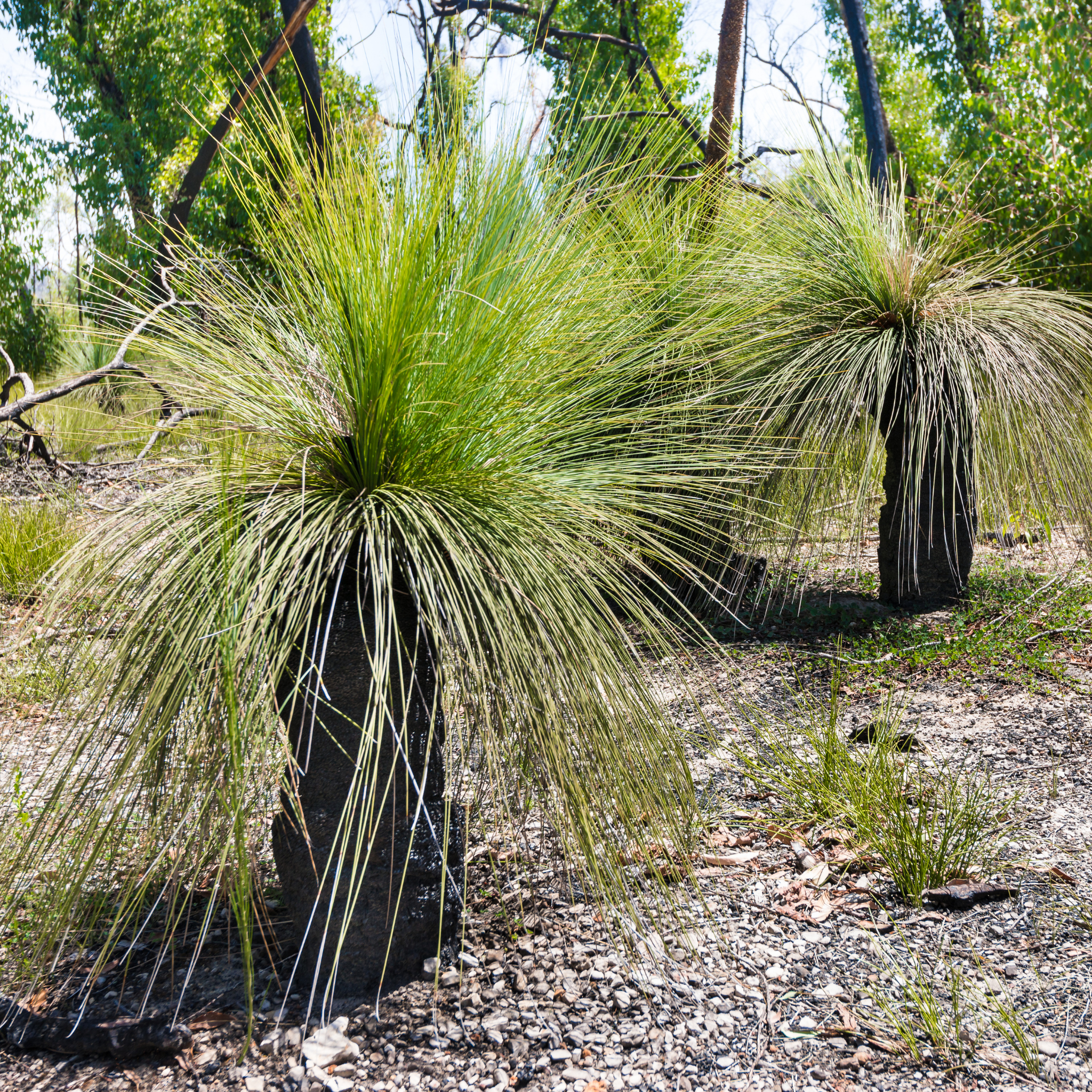 Johnson Grass Tree - Xanthorrhoea johnsonii