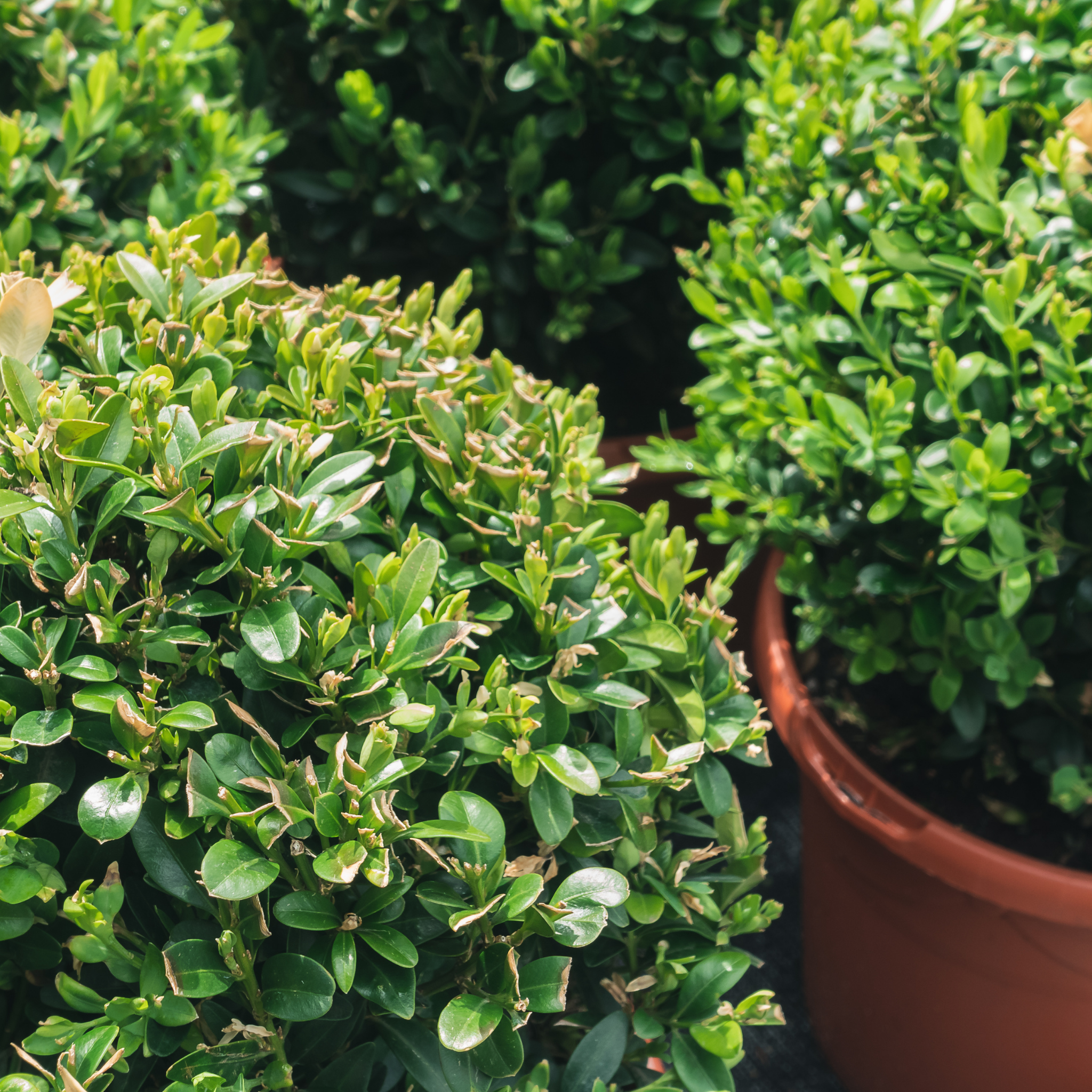 Close-up of a potted green shrub with another shrub in the background.