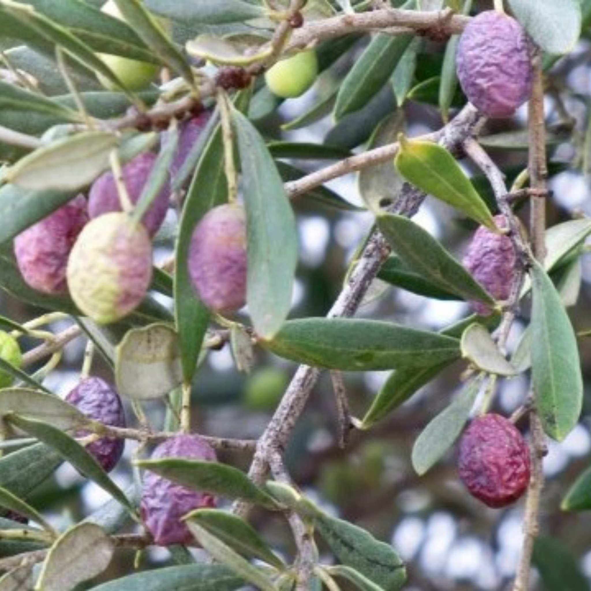 Verdale Olive Tree - Olea europaea Verdale