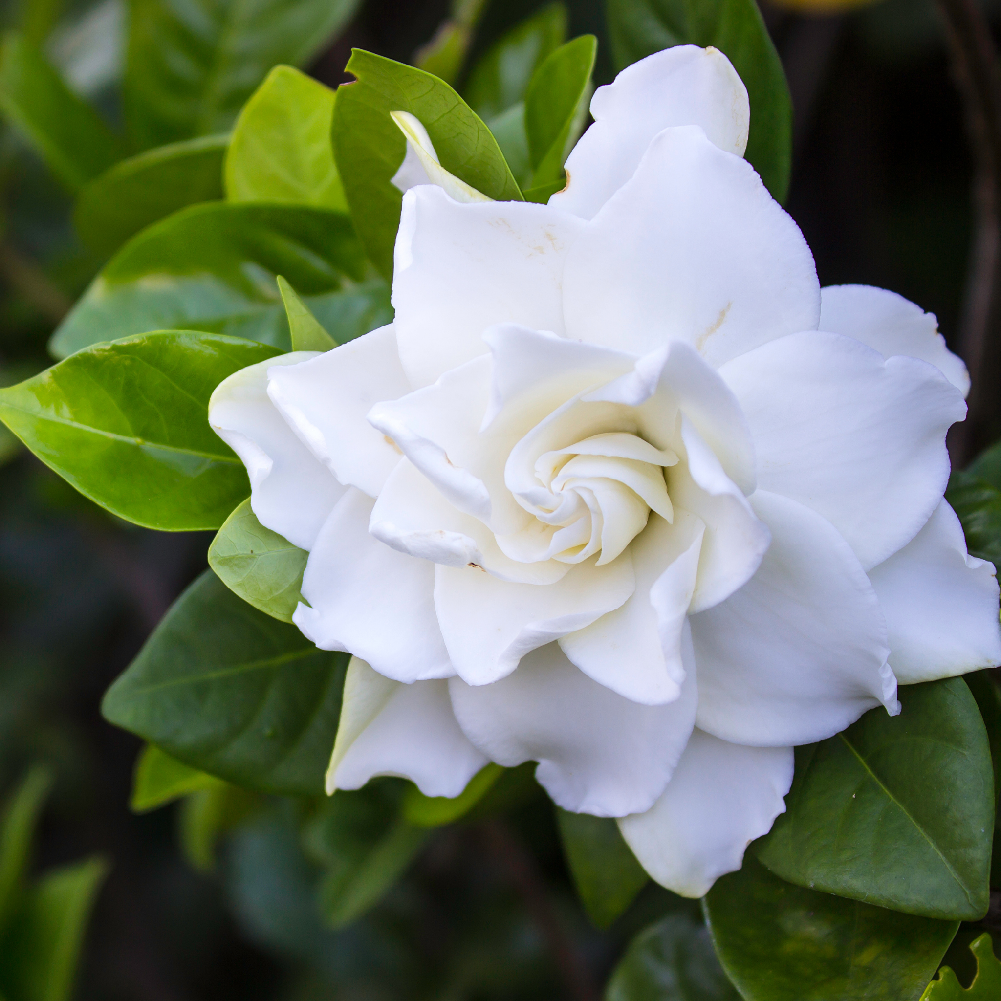 Gardenia augusta 'Magnifica'