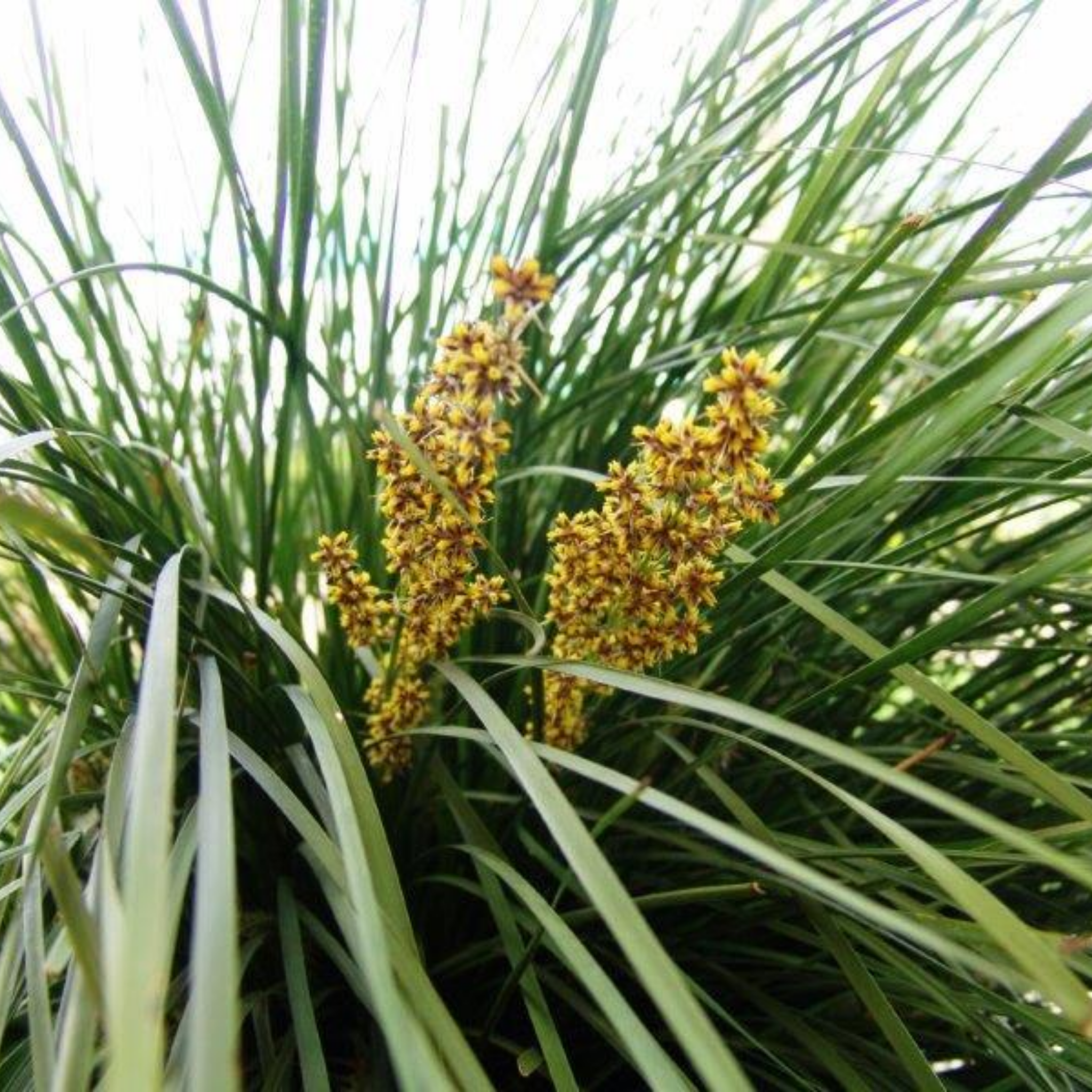 Lomandra Nyalla - Lomandra longifolia Nyalla PBR