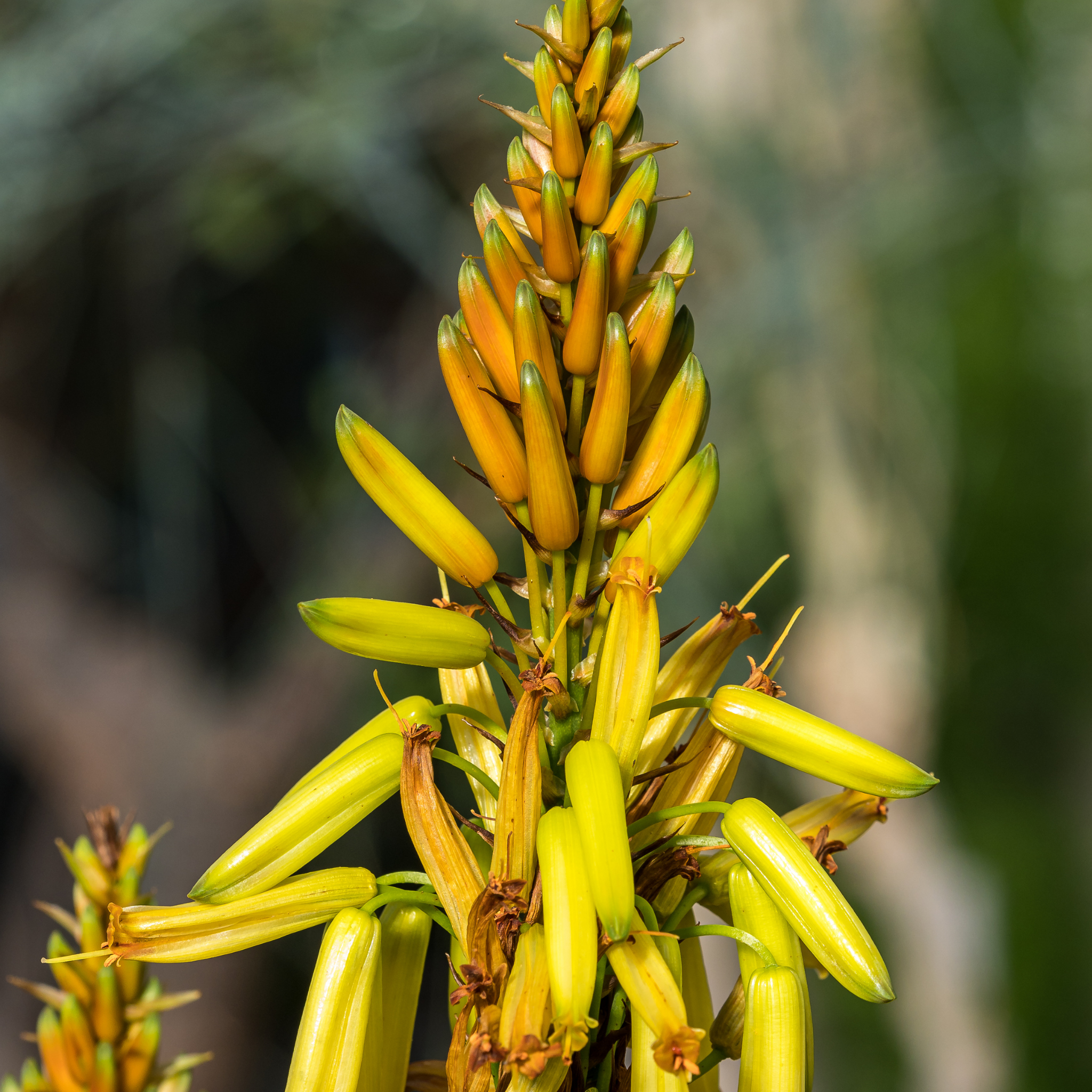 Aloe hybrida Bush Baby Yellow