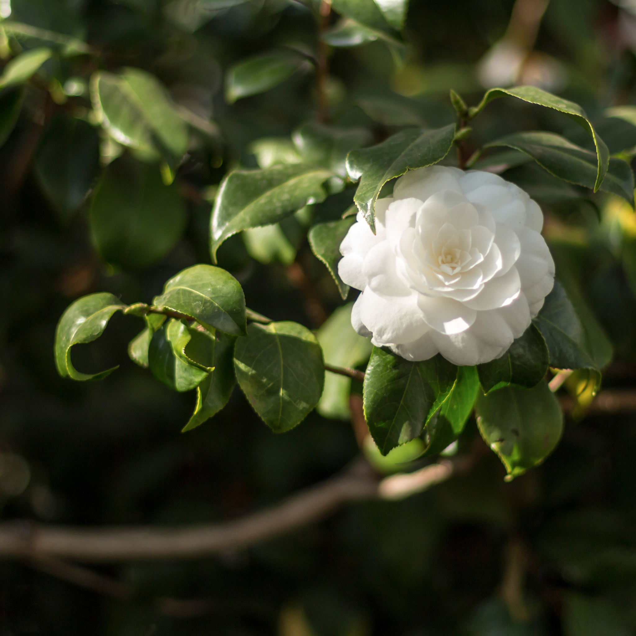 Camellia Early Pearly - Camellia sasanqua Early Pearly