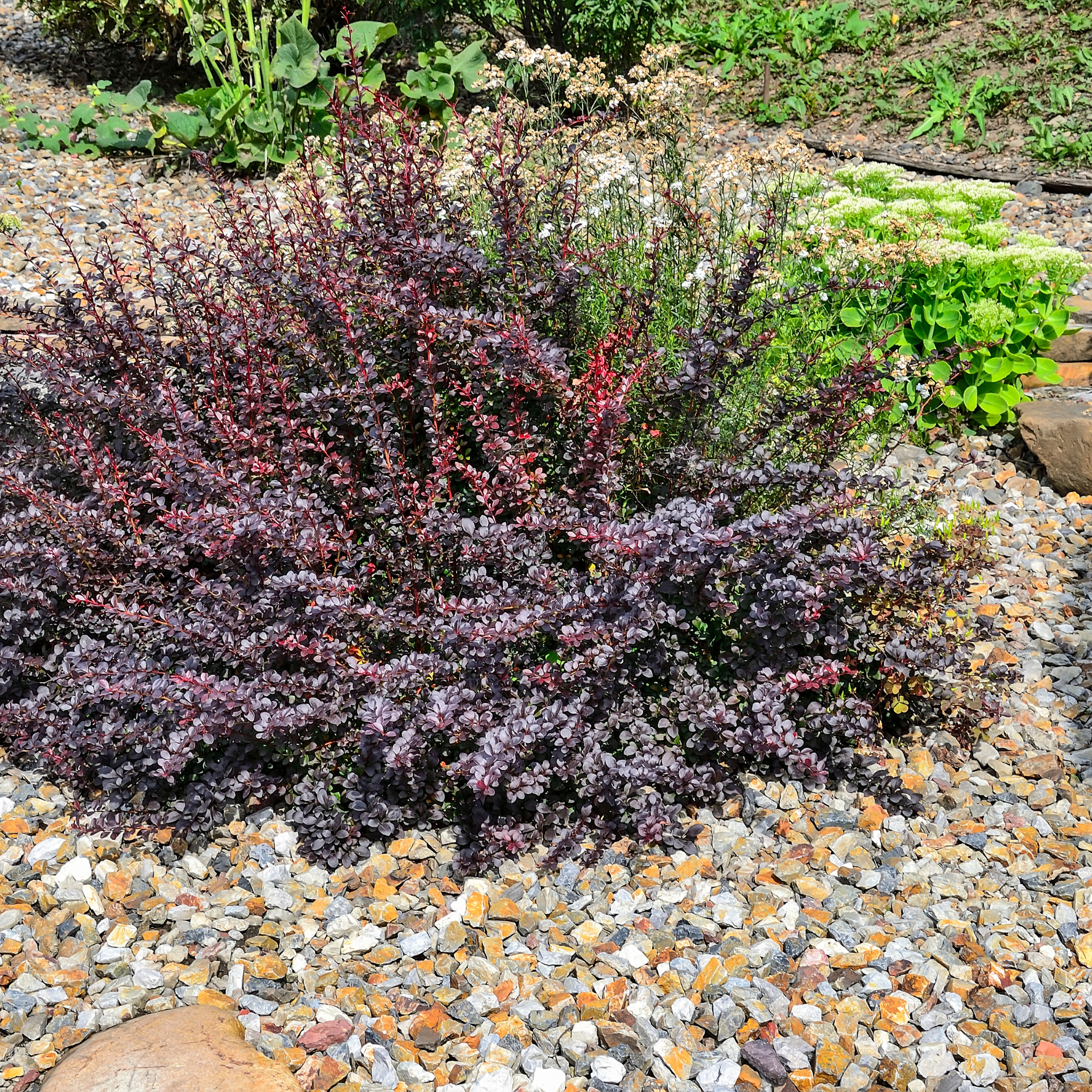 Purple Japanese Barberry Rose Glow - Berberis thunbergii atropurpurea 'Rose Glow'