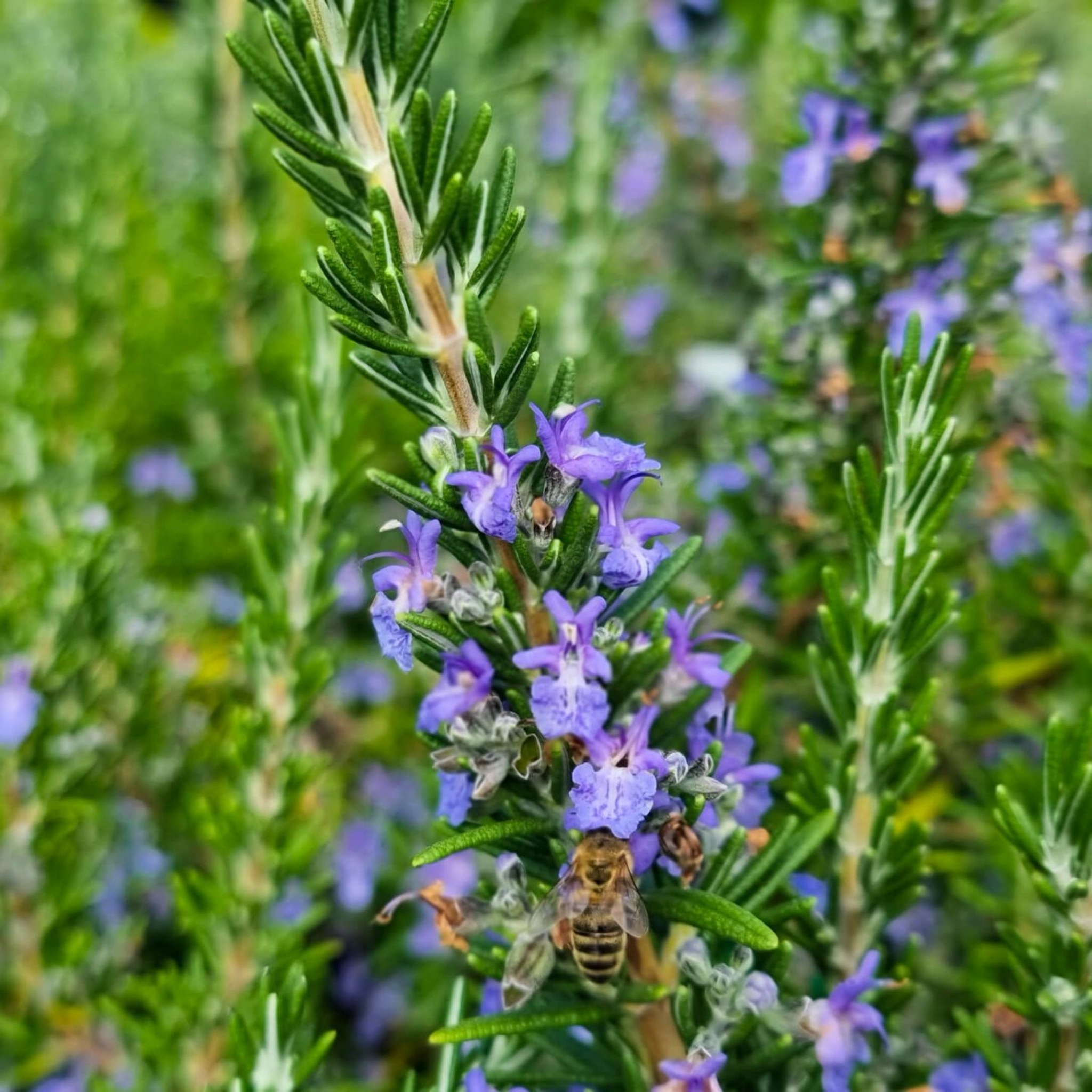 Blue Lagoon Rosemary - Rosmarinus officinalis Blue Lagoon