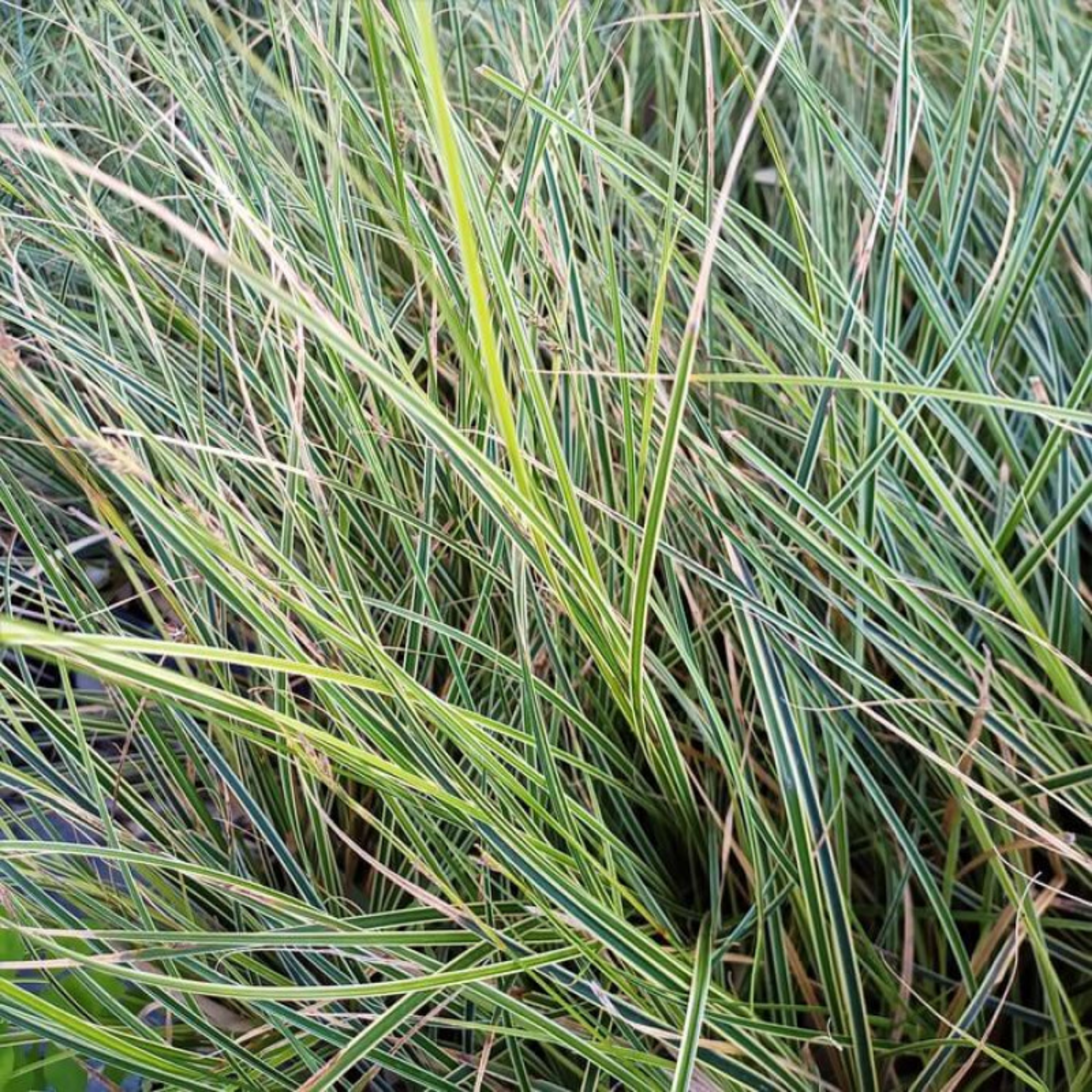 Close-up of green grass with variegated leaves