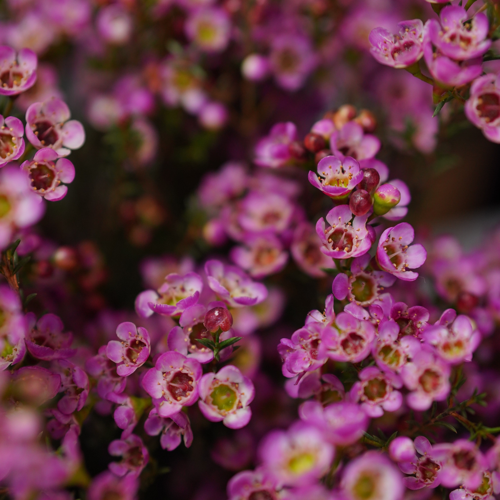 Paddys Pink Waxflower - Chamelaucium verticordia 'Paddys Pink'