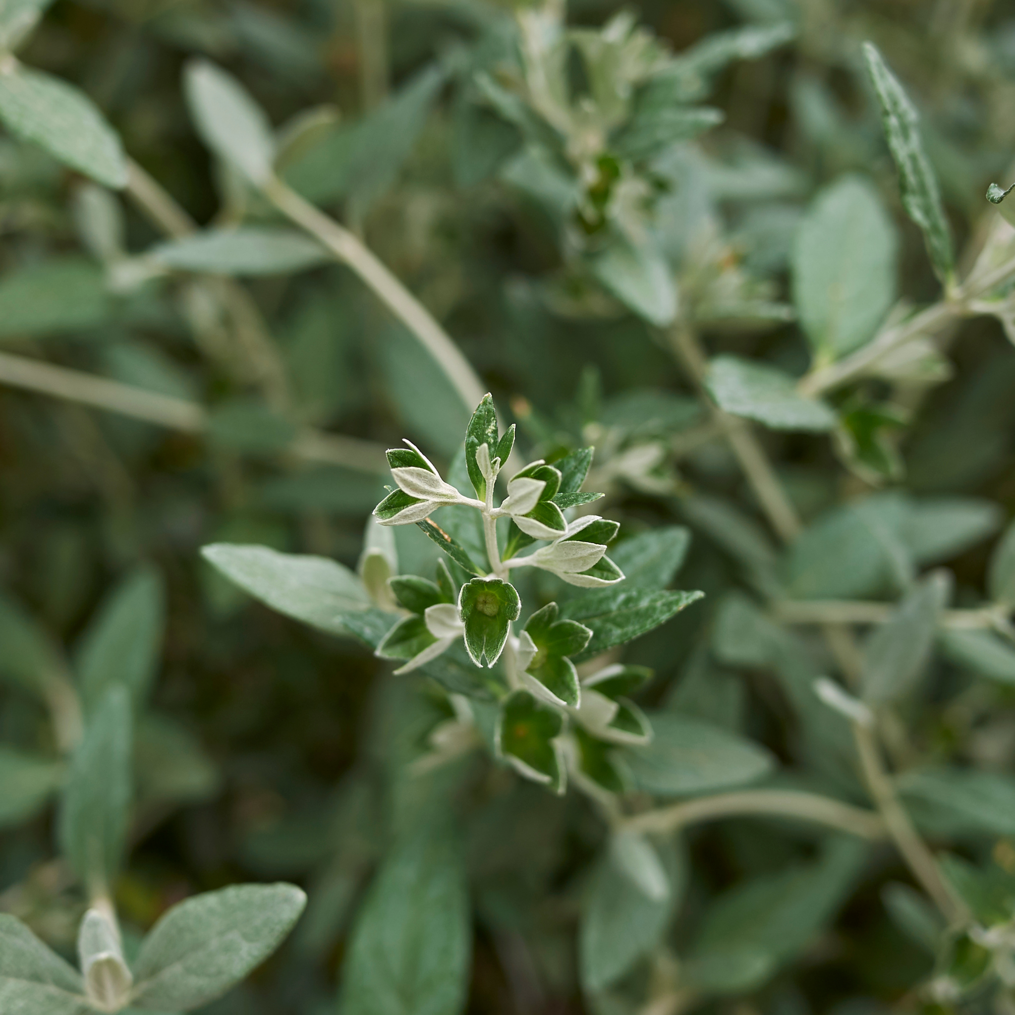 Shrubby Germander - Teucrium fruticans