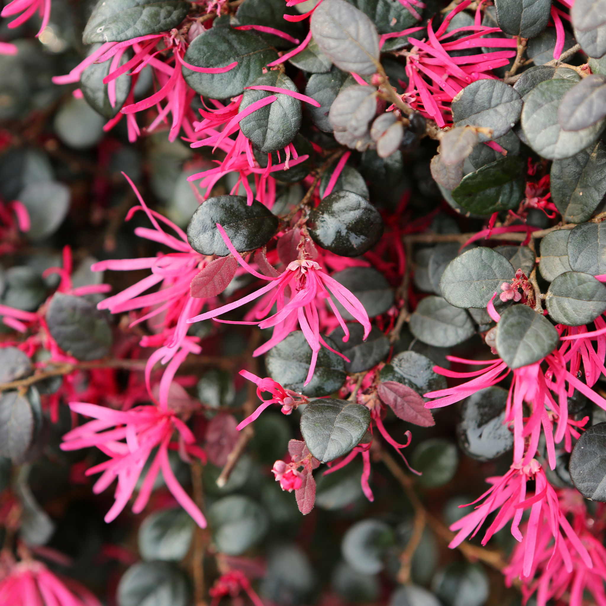 Plum Delight Pink Chinese Fringe Flower - Loropetalum chinense rubrum