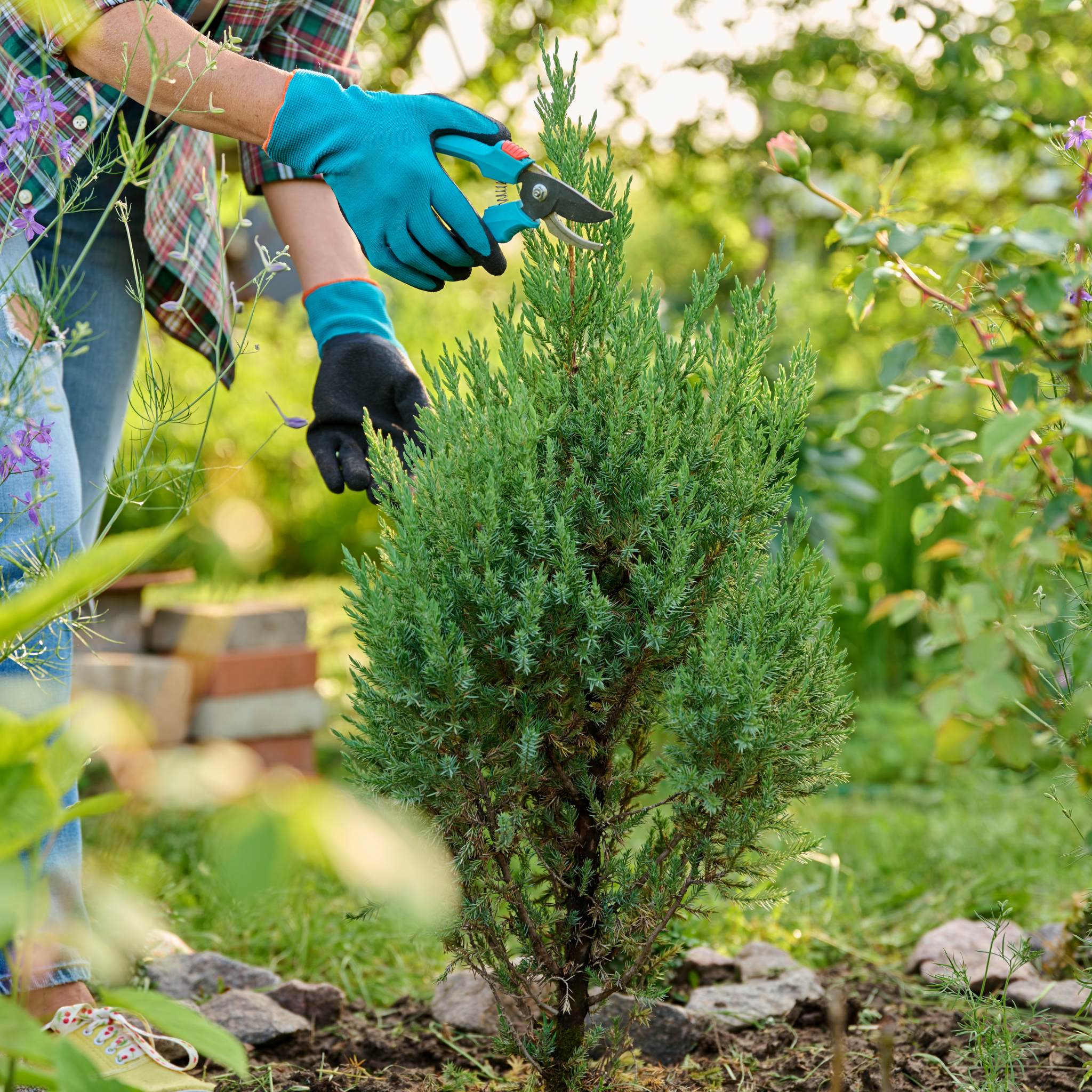 Rocky Mountain Juniper - Juniperus scopulorum 'Skyrocket' - Pencil Pine