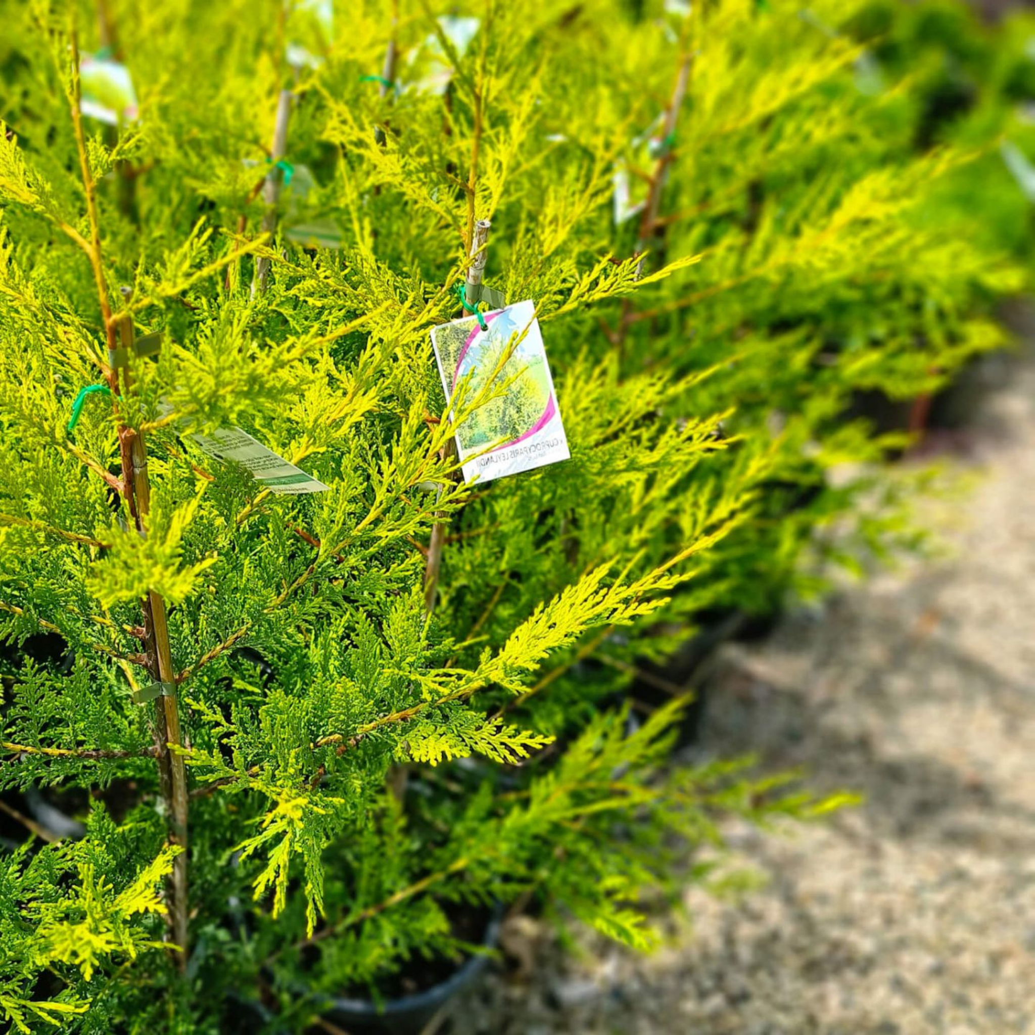 Cupressocyparis leylandii Castlewellan Gold - Leyland Cypress