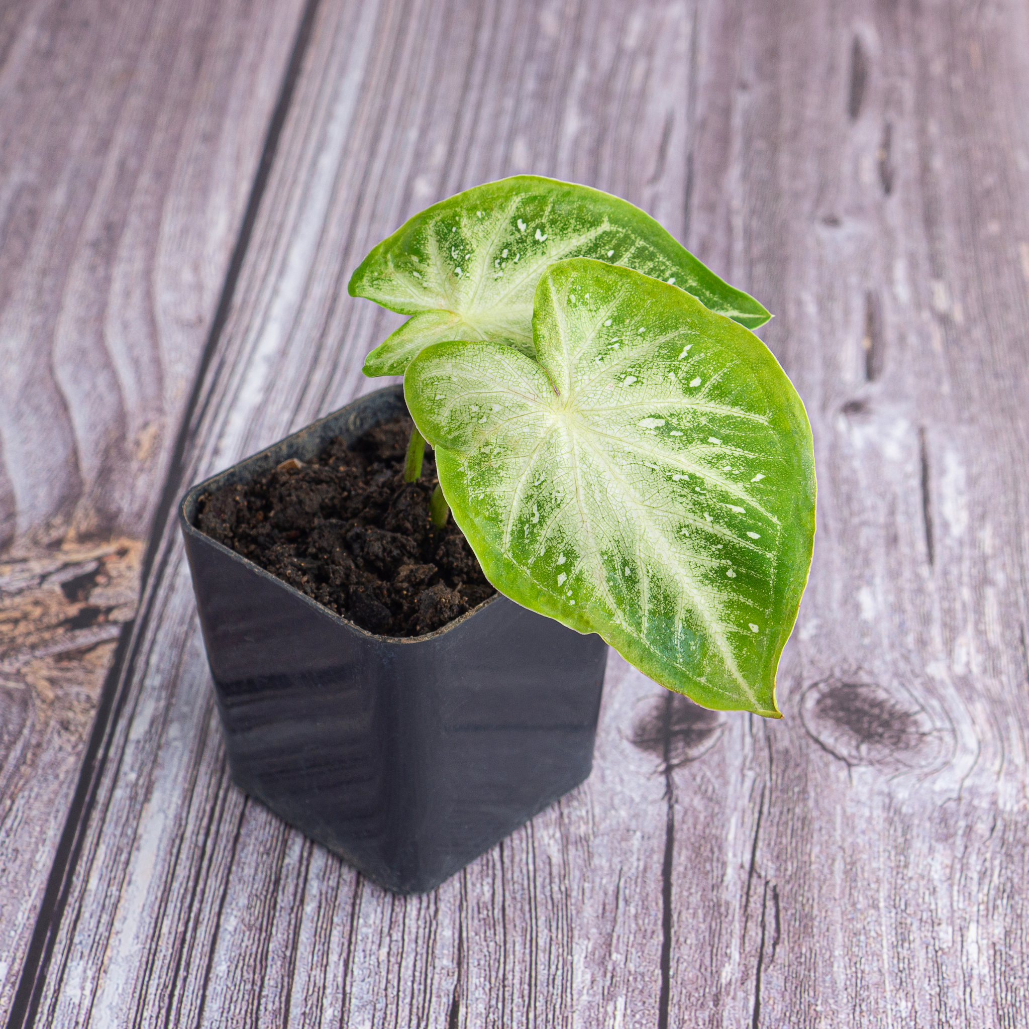 Variegated Syngonium - Syngonium podophyllum 'White Butterfly' Arrowhead Plant