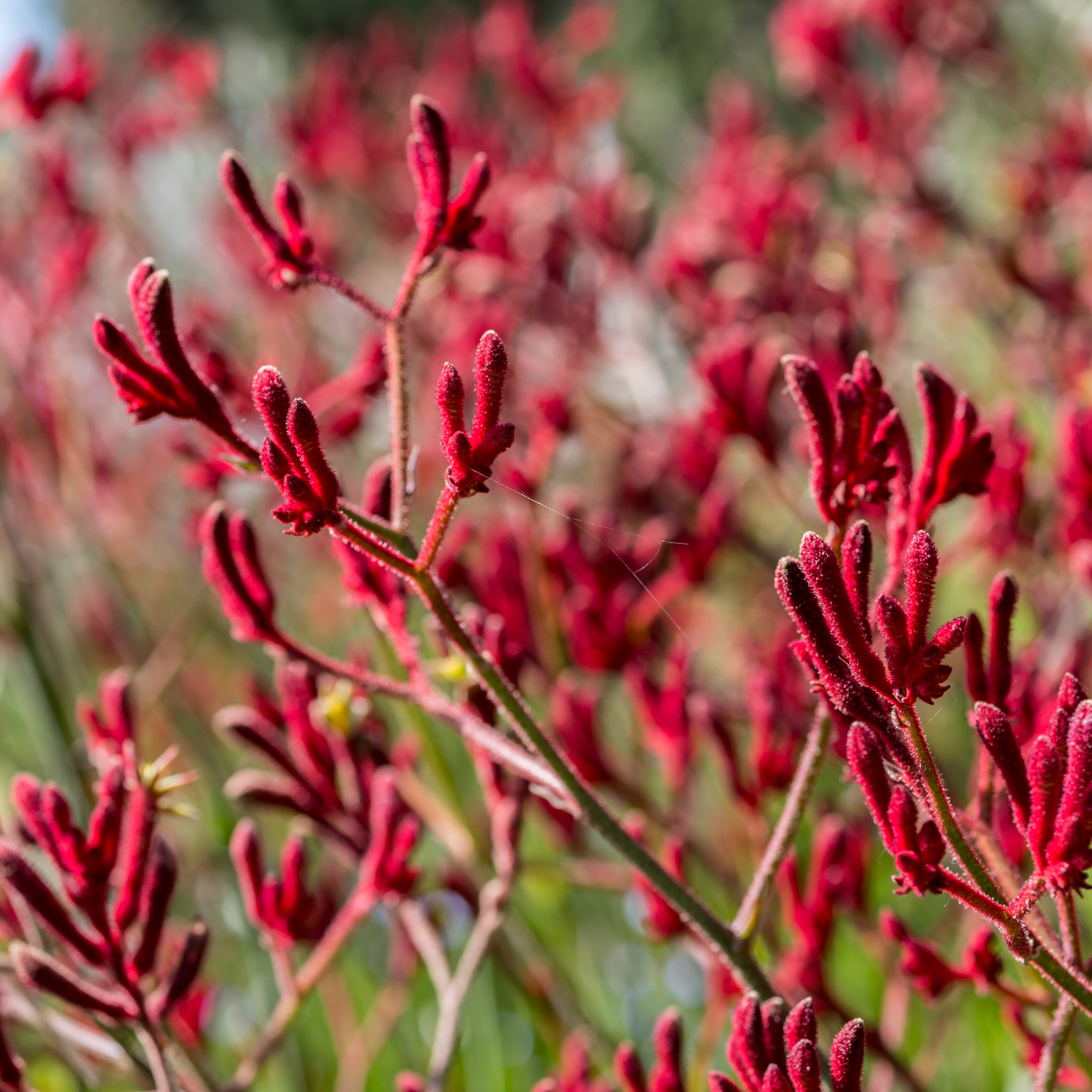 Tall Red Kangaroo Paw - Anigozanthos flavidus Landscape Scarlet