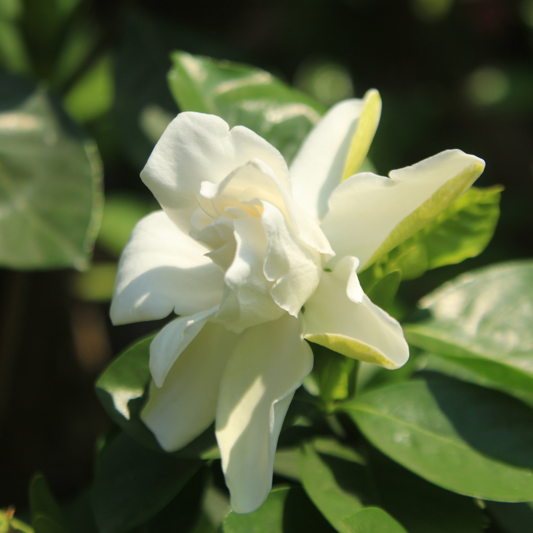 Creeping Gardenia - Gardenia jasminoides 'Radicans'
