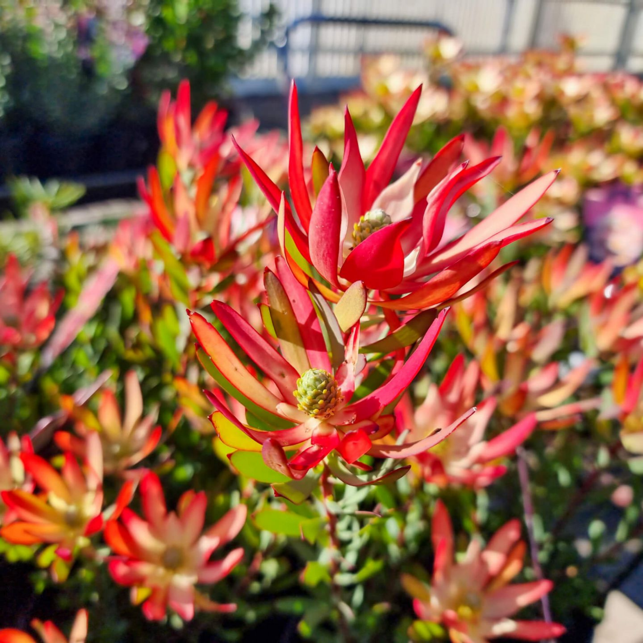 Red Devil Conebush - Leucadendron salignum Red Devil