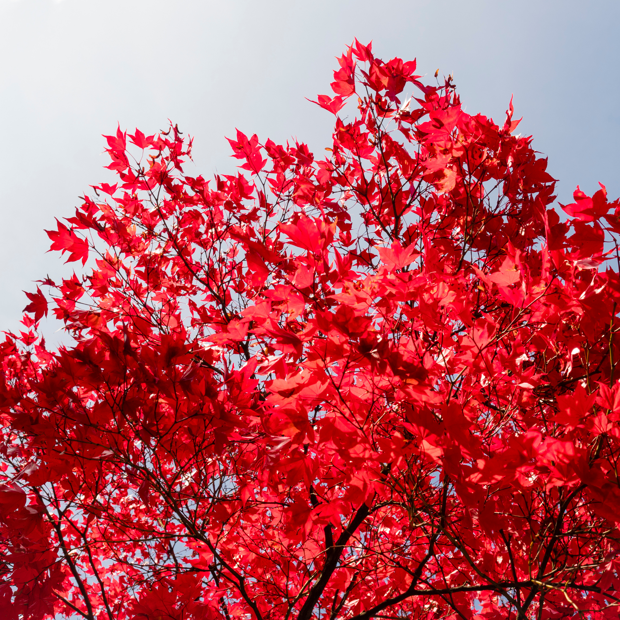 Tree with bright red leaves against a clear sky