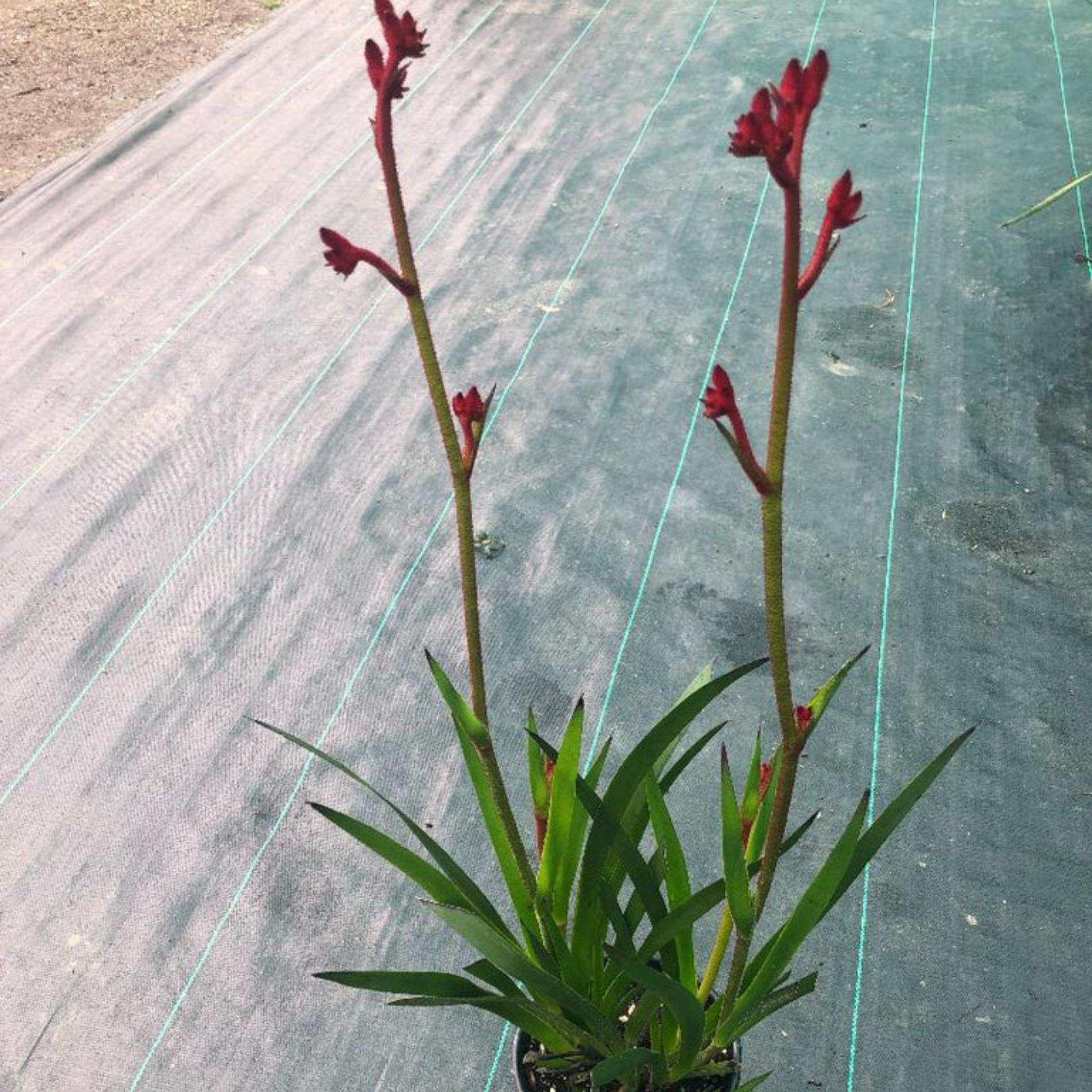 Kangaroo Paw 'Ruby Velvet' - Anigozanthos hybrida