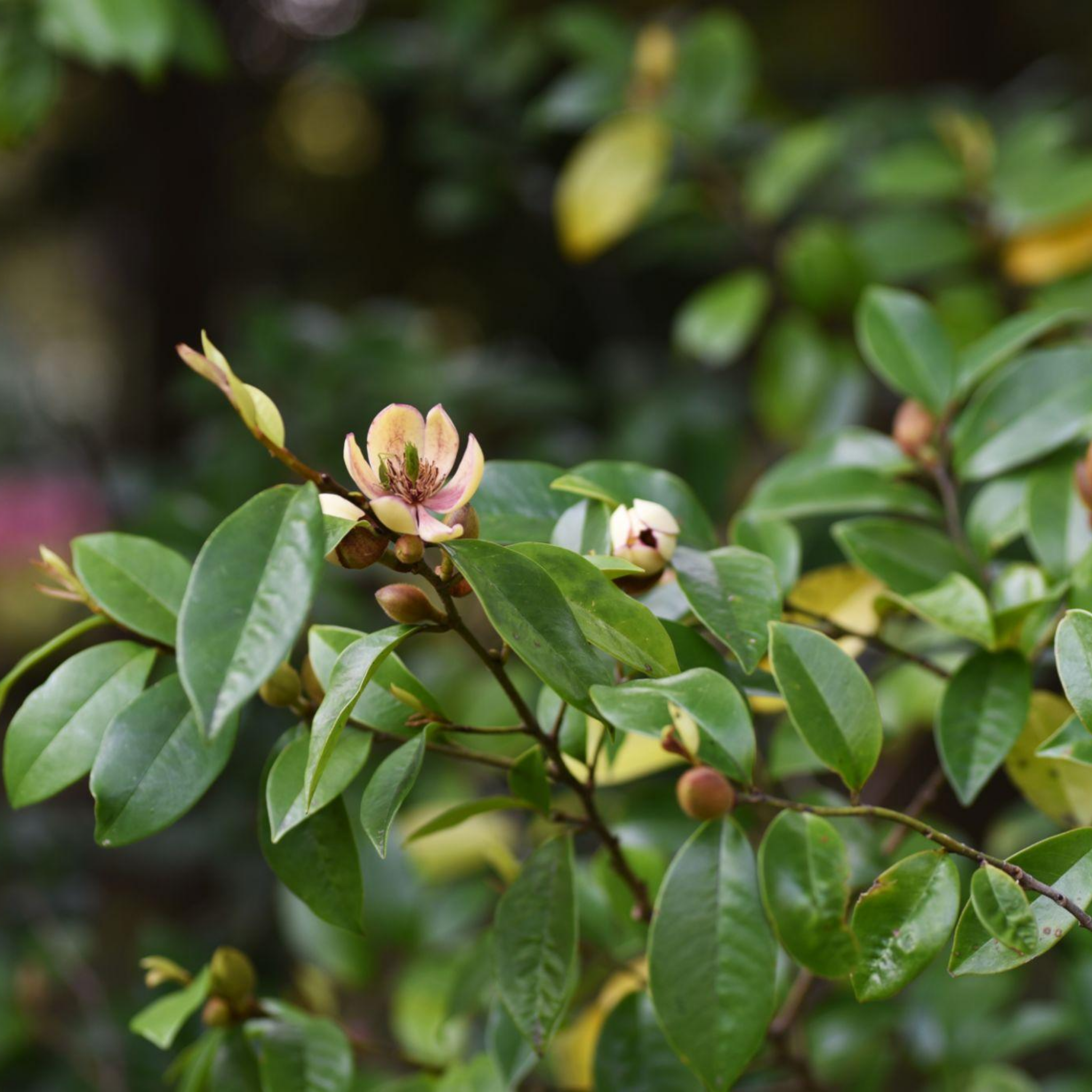 Port Wine Magnolia - Magnolia Michelia figo