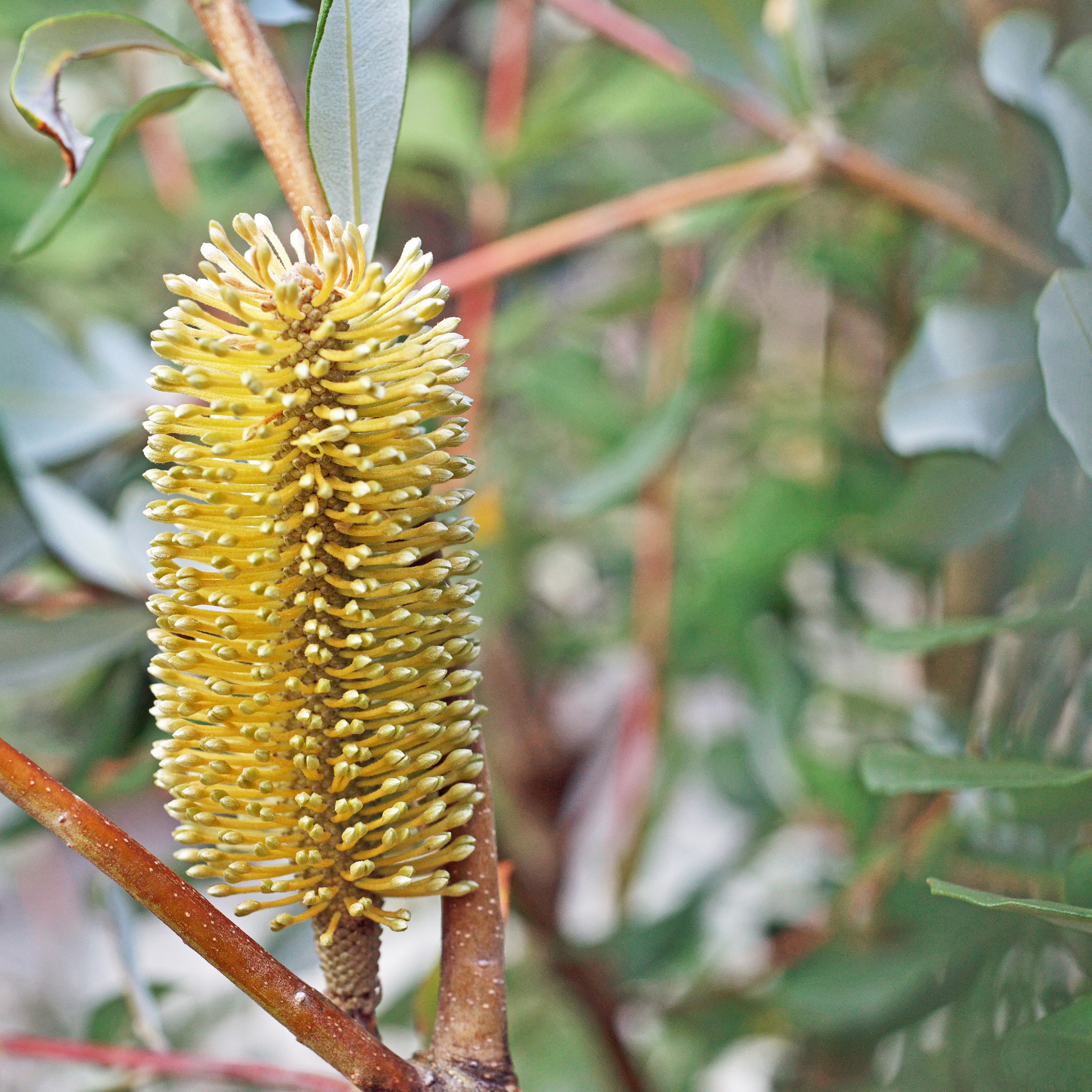 Yellow flower spike on a branch with green leaves in the background