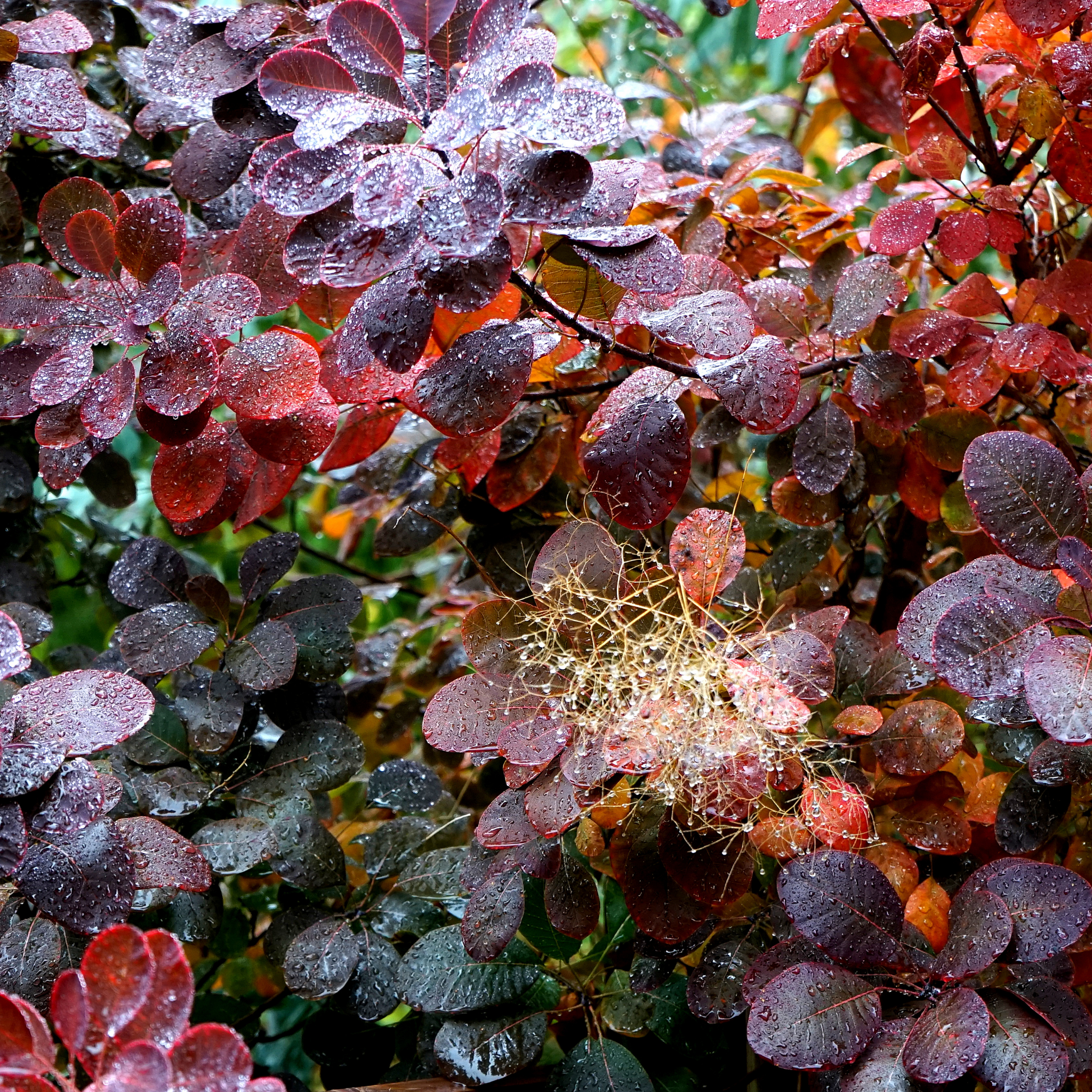 Cotinus coggygria Purple Smoke Tree - Cotinus coggygria Purpurea