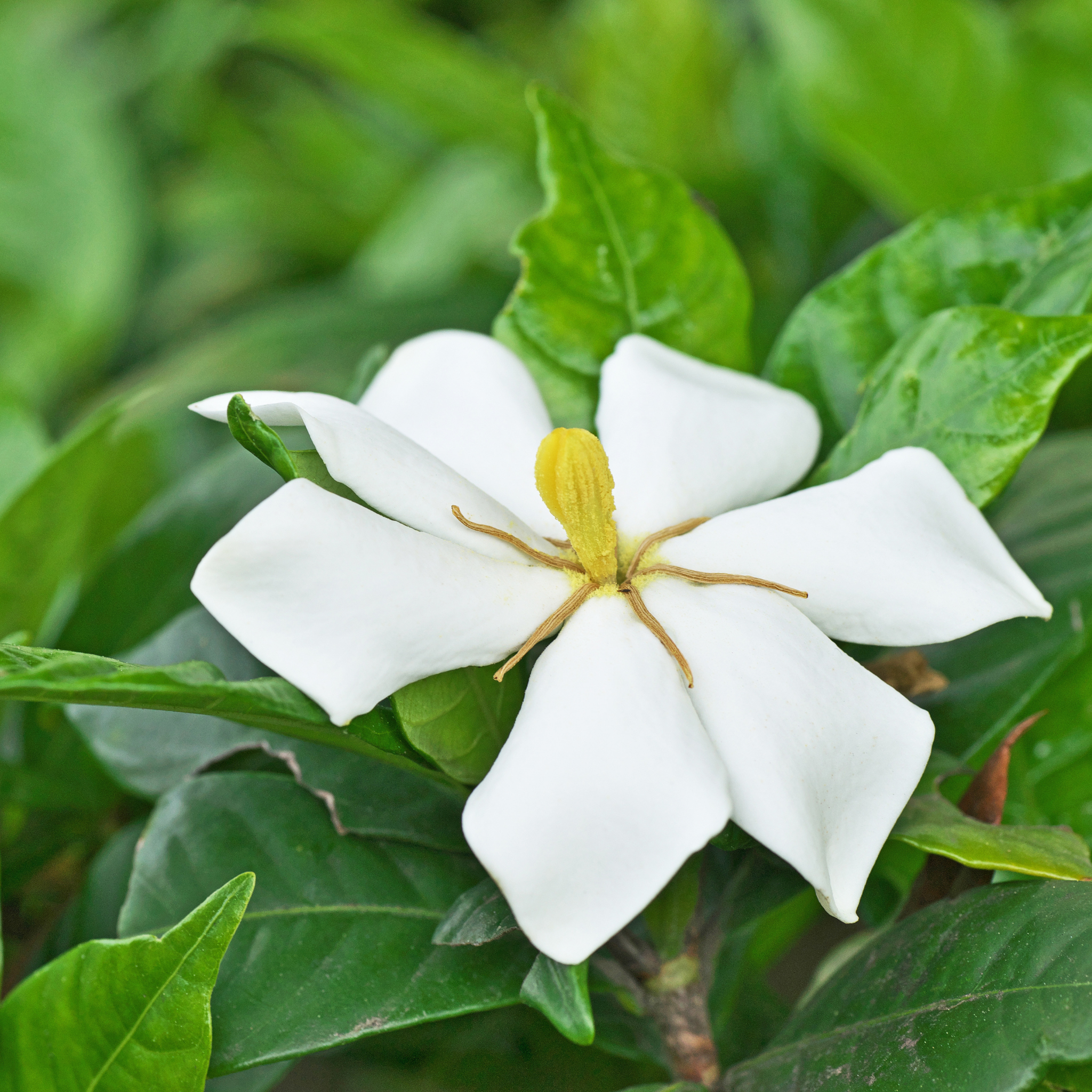 Gardenia augusta Grandiflora Star