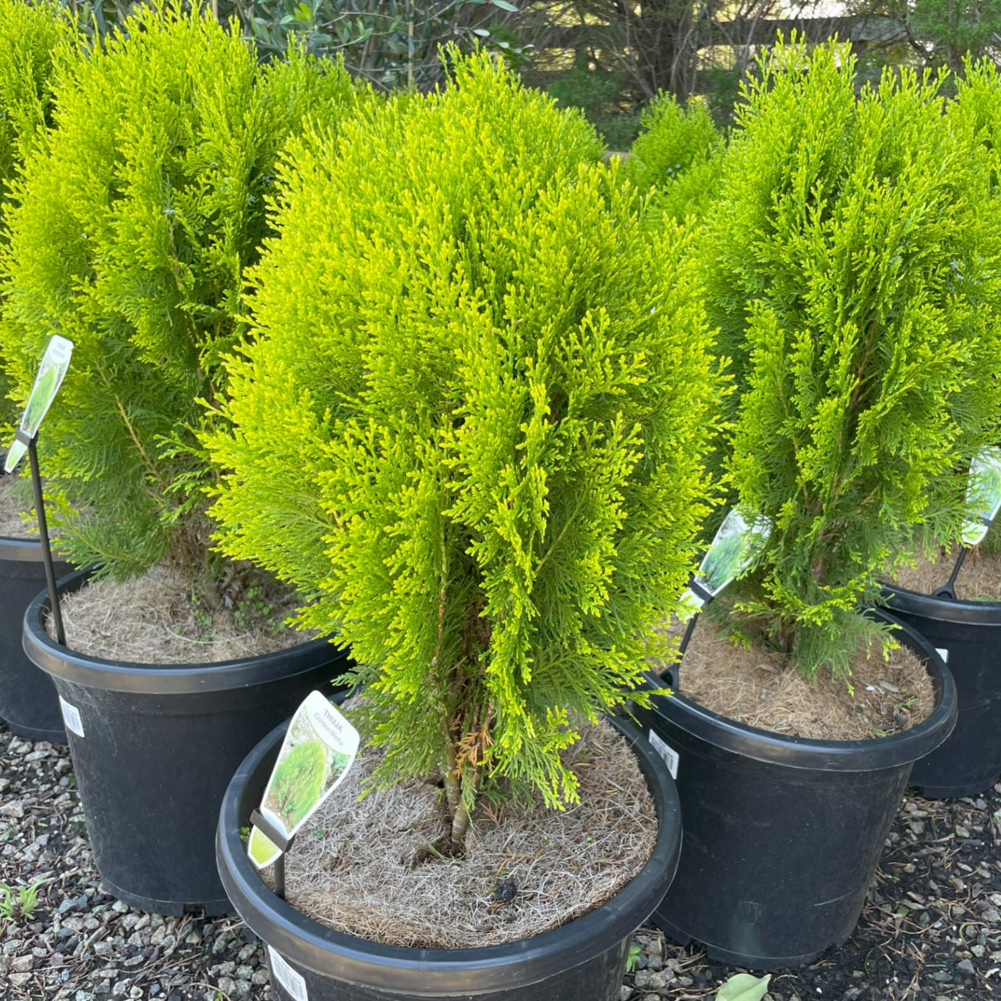 Golden Dwarf Biota - Thuja orientalis Nana Aurea