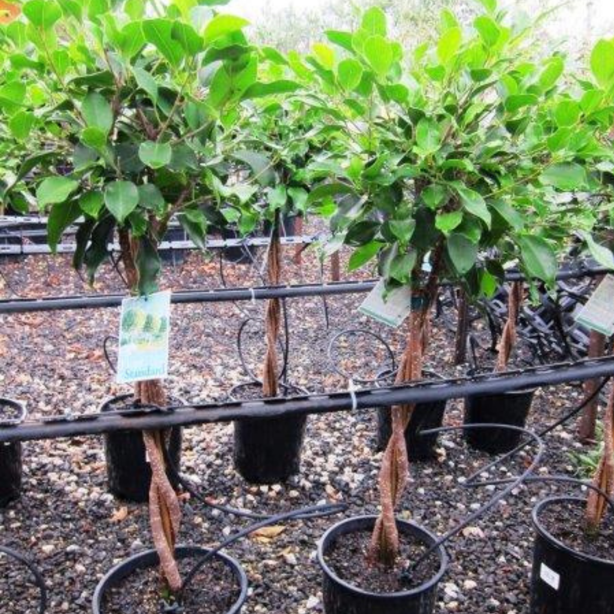 Hills Weeping Fig - Ficus microcarpa hillii Emerald
