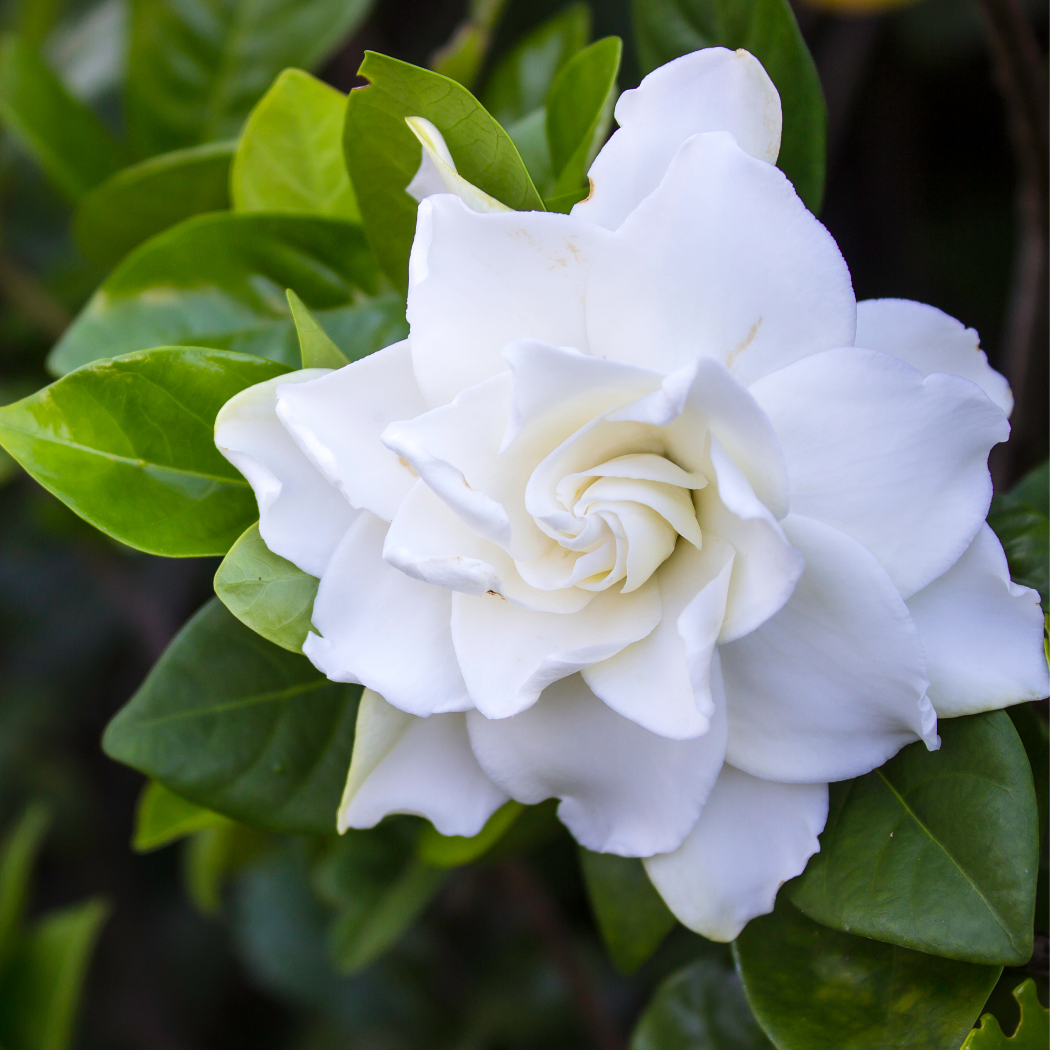 Fragrant Gardenia augusta Professor Pucci - Gardenia augusta Professor Pucci