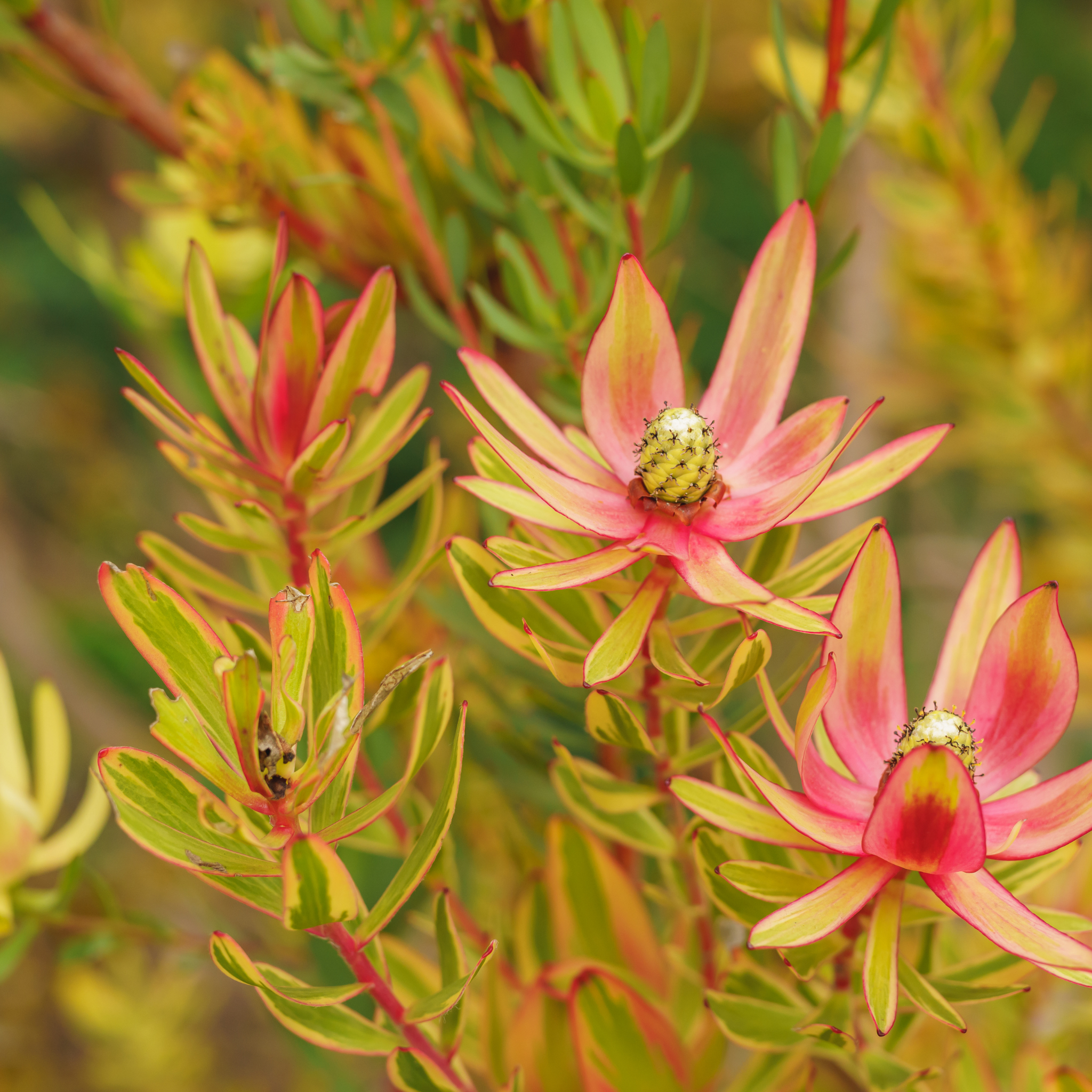Conebush Harlequin - Leucadendron laureolum salignum Harlequin