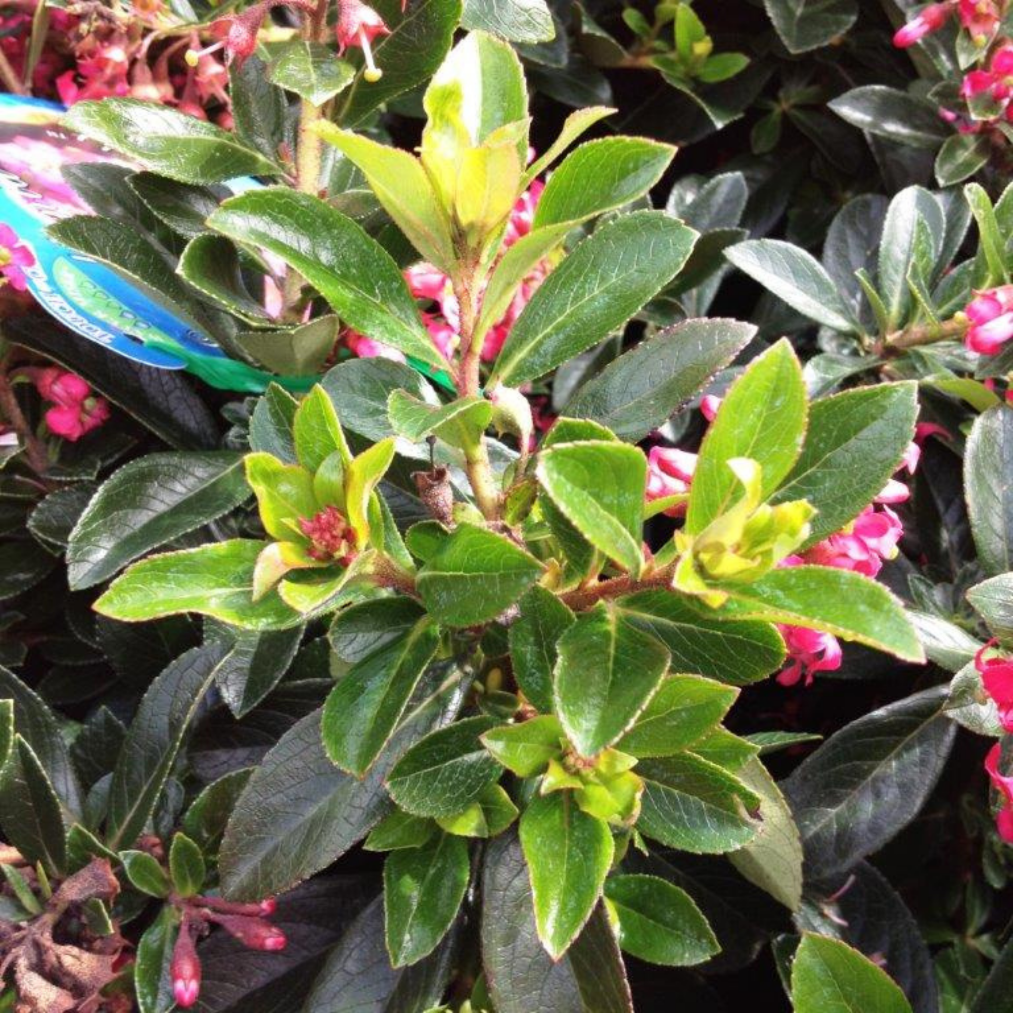 Escallonia Red Knight - Escallonia langleyensis Red Knight