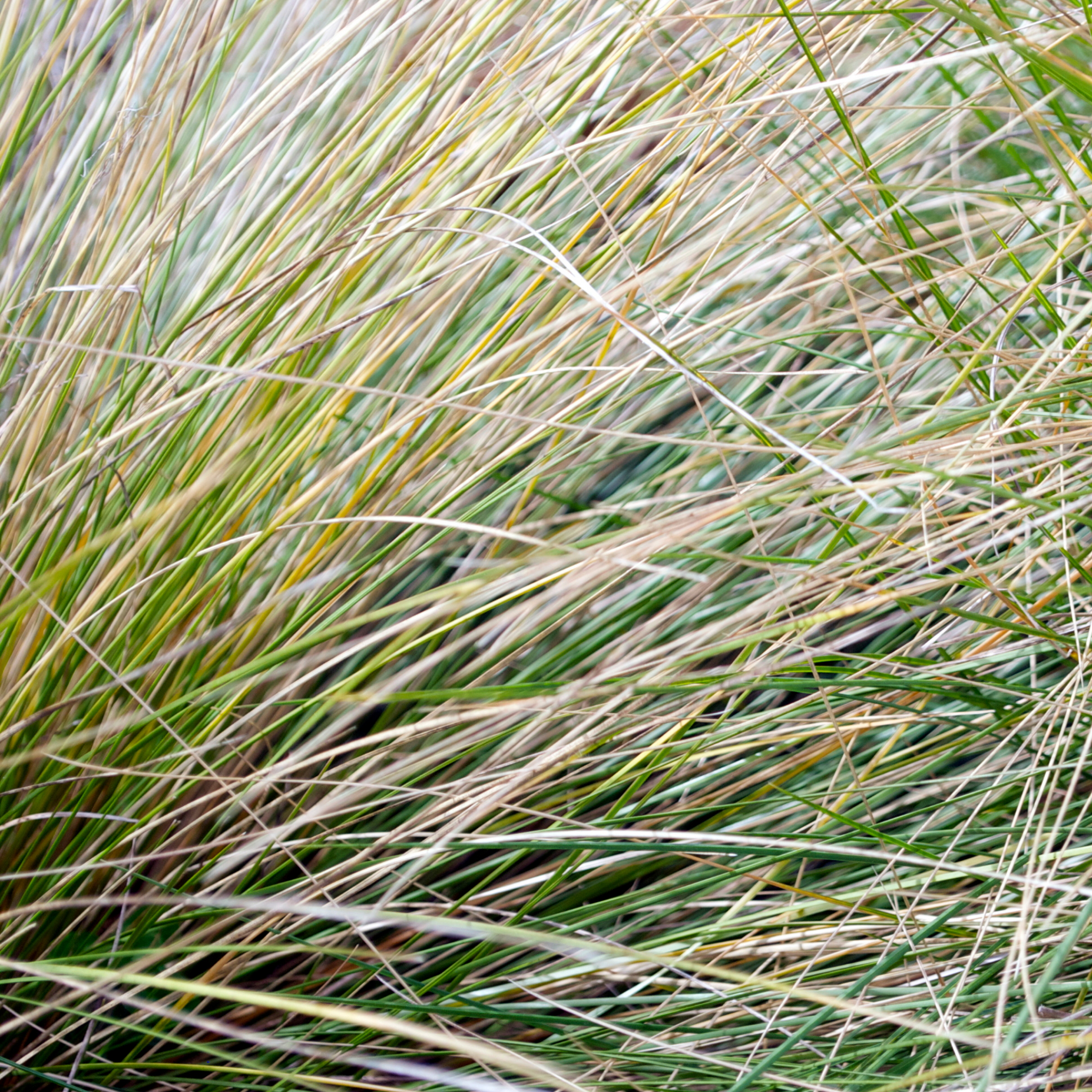 Close up of tussock grass
