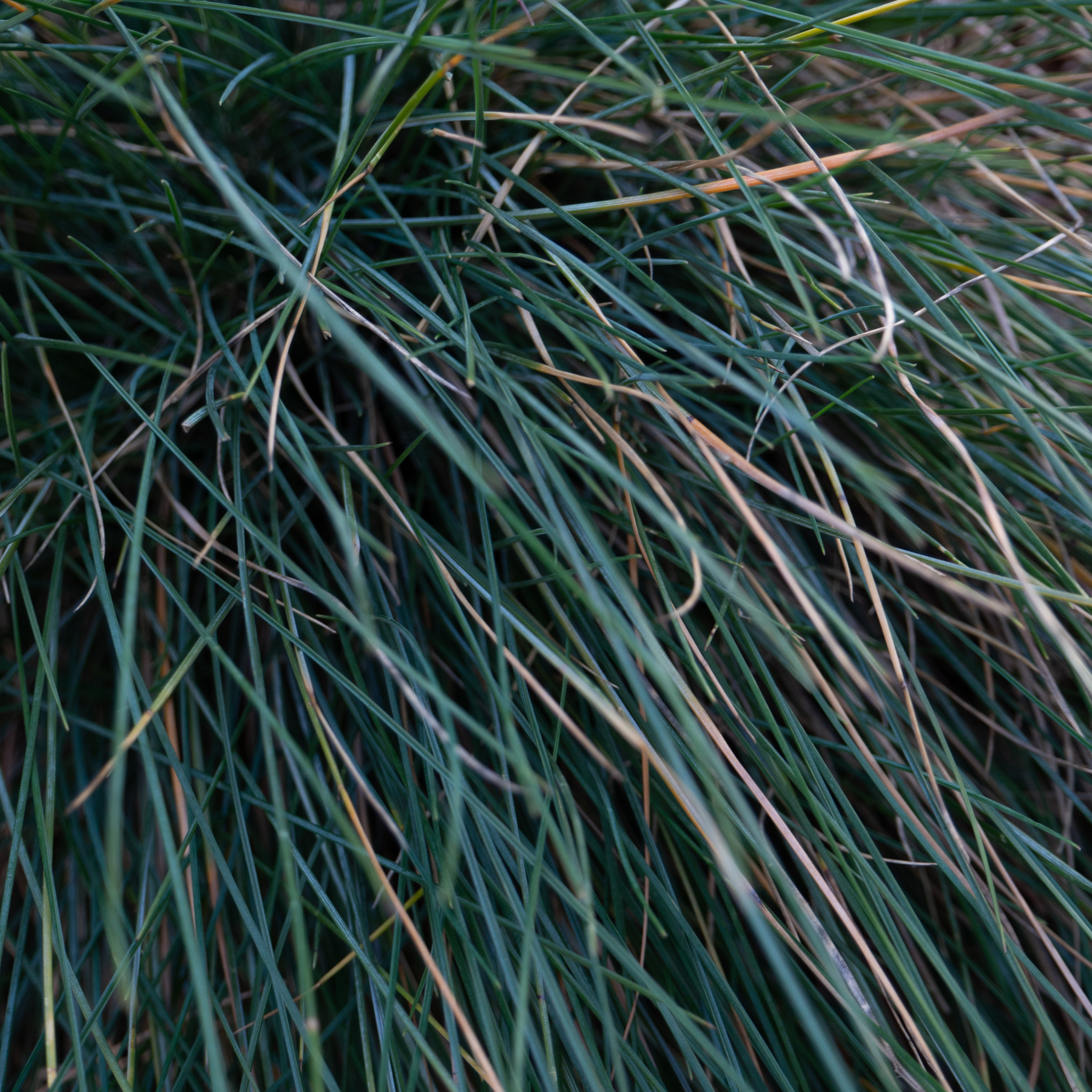 Blue Fescue - Festuca glauca