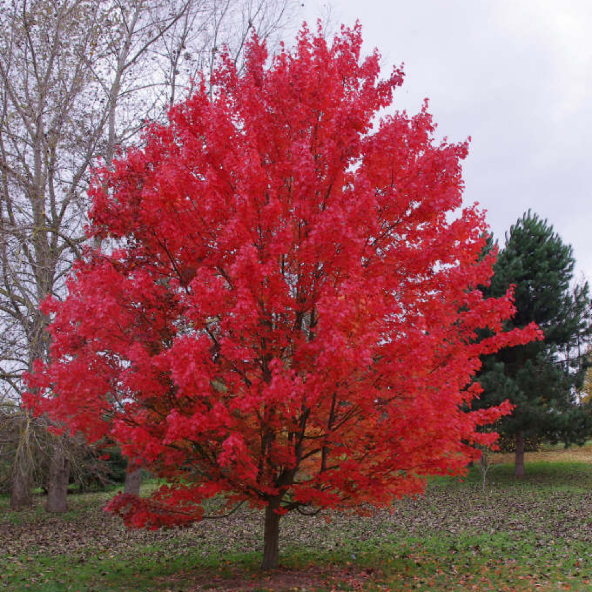 Tree with vibrant red foliage in a park setting