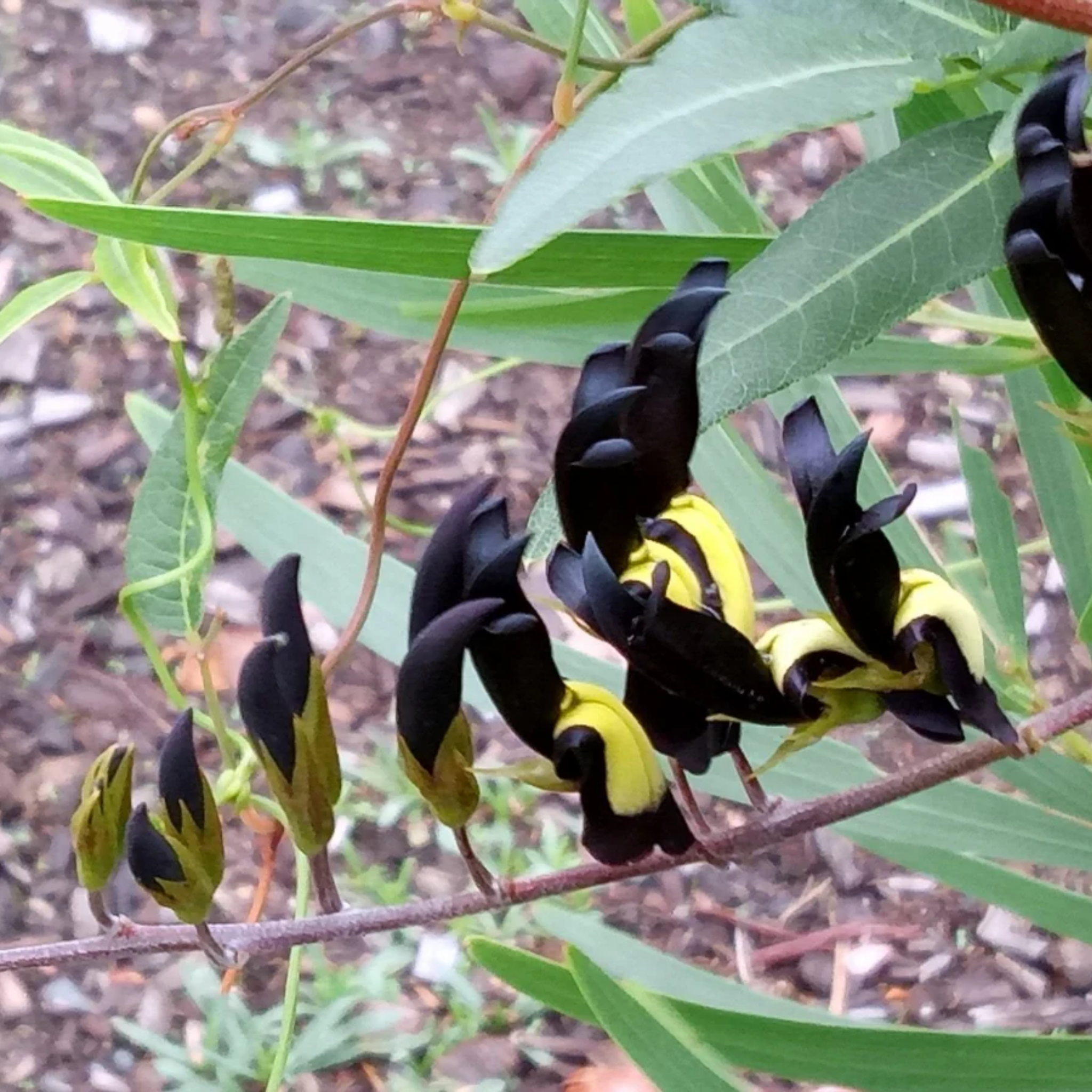 Black Coral Pea - Kennedia nigricans