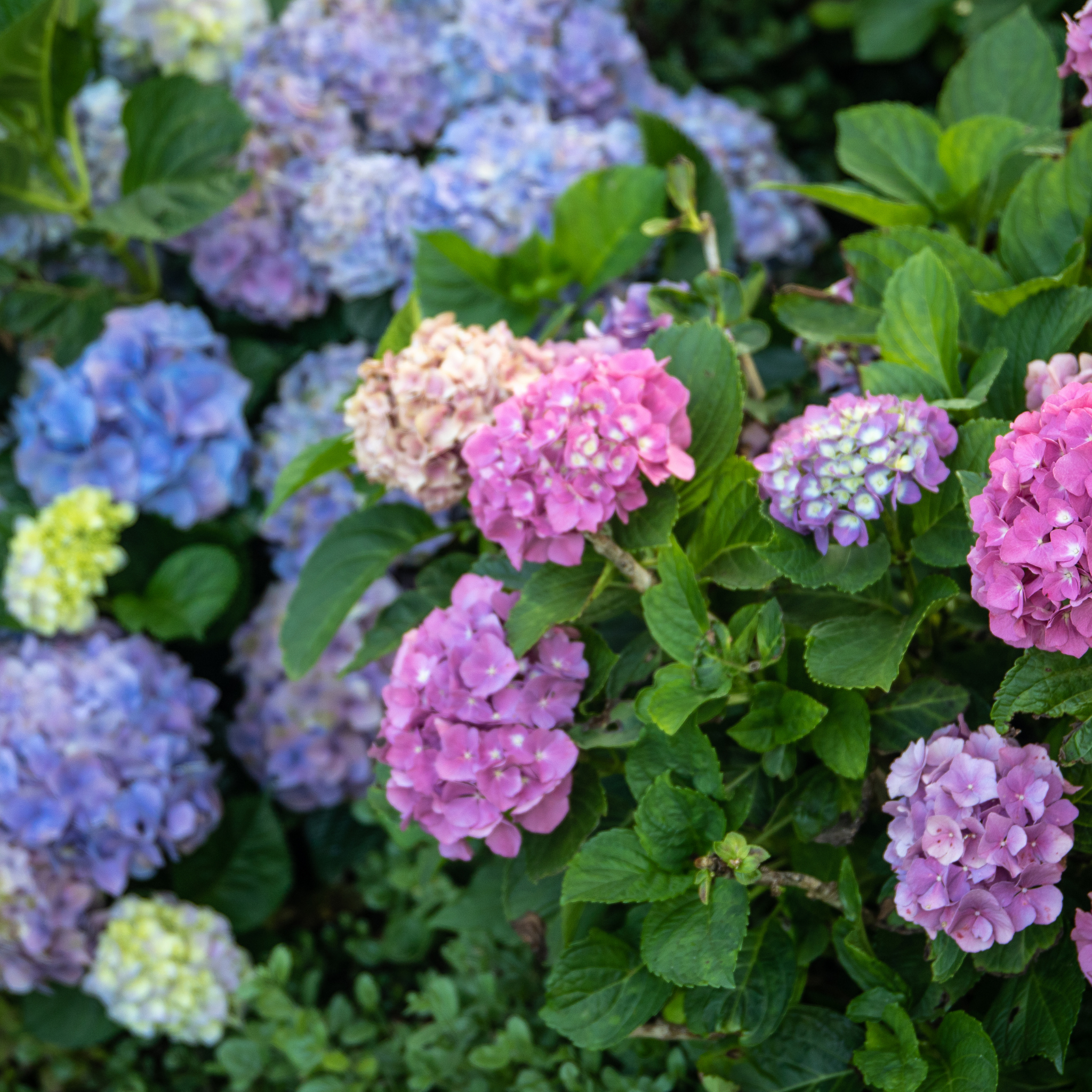 Big Leaf Hydrangea - Hydrangea macrophylla